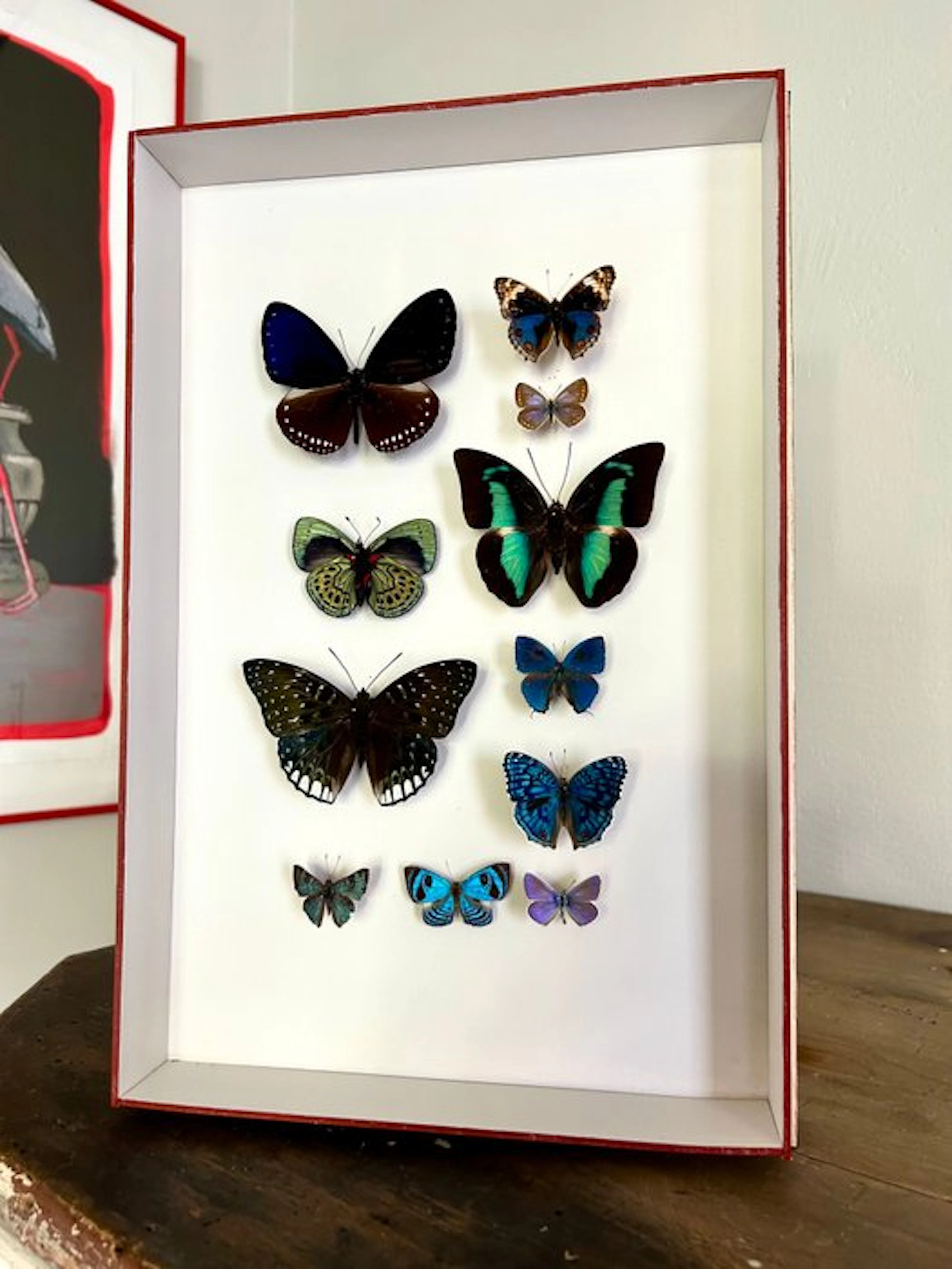 Butterfly Taxidermy full body mount - Lepidoptera - 39 cm...