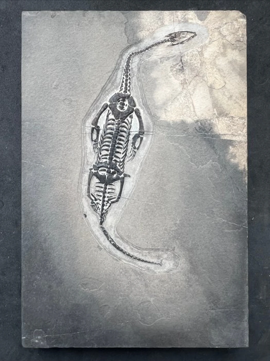 Marine reptile - Fossilised animal - Fossile de...