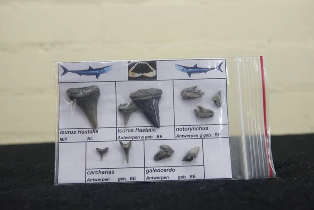fossil shark teeth - Fossil tooth - Otodus Sokolovi - 0...