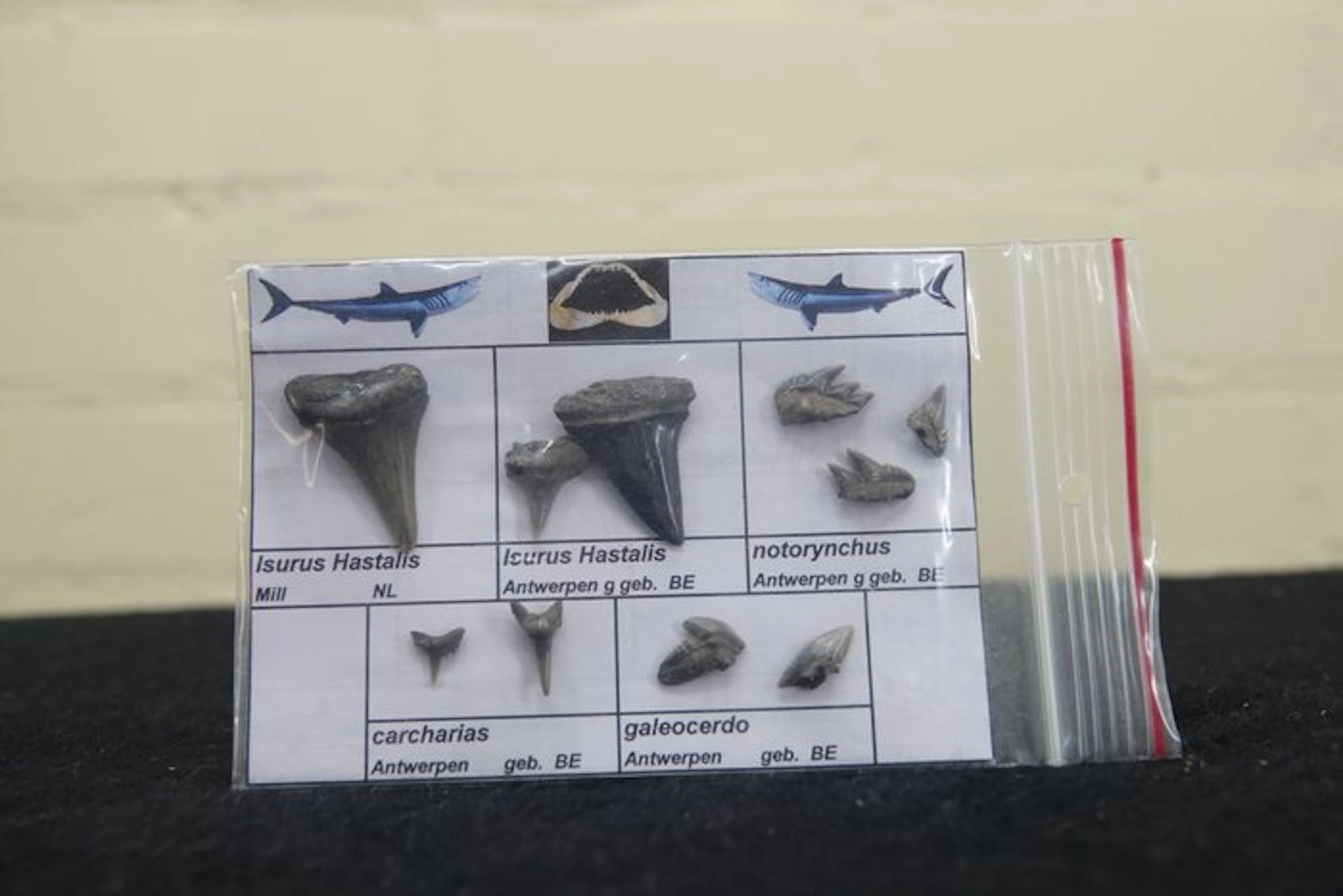 fossil shark teeth - Fossil tooth - Otodus Sokolovi - 0...