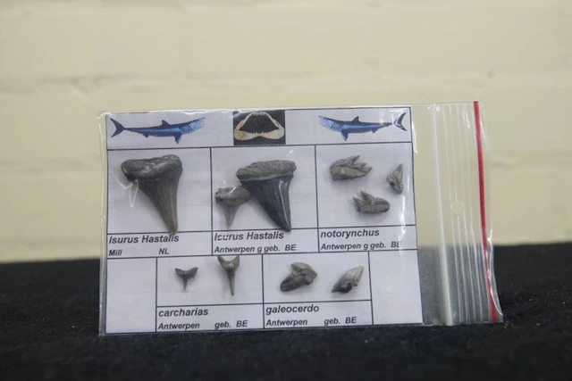 fossil shark teeth - Fossil tooth - Otodus Sokolovi - 0...