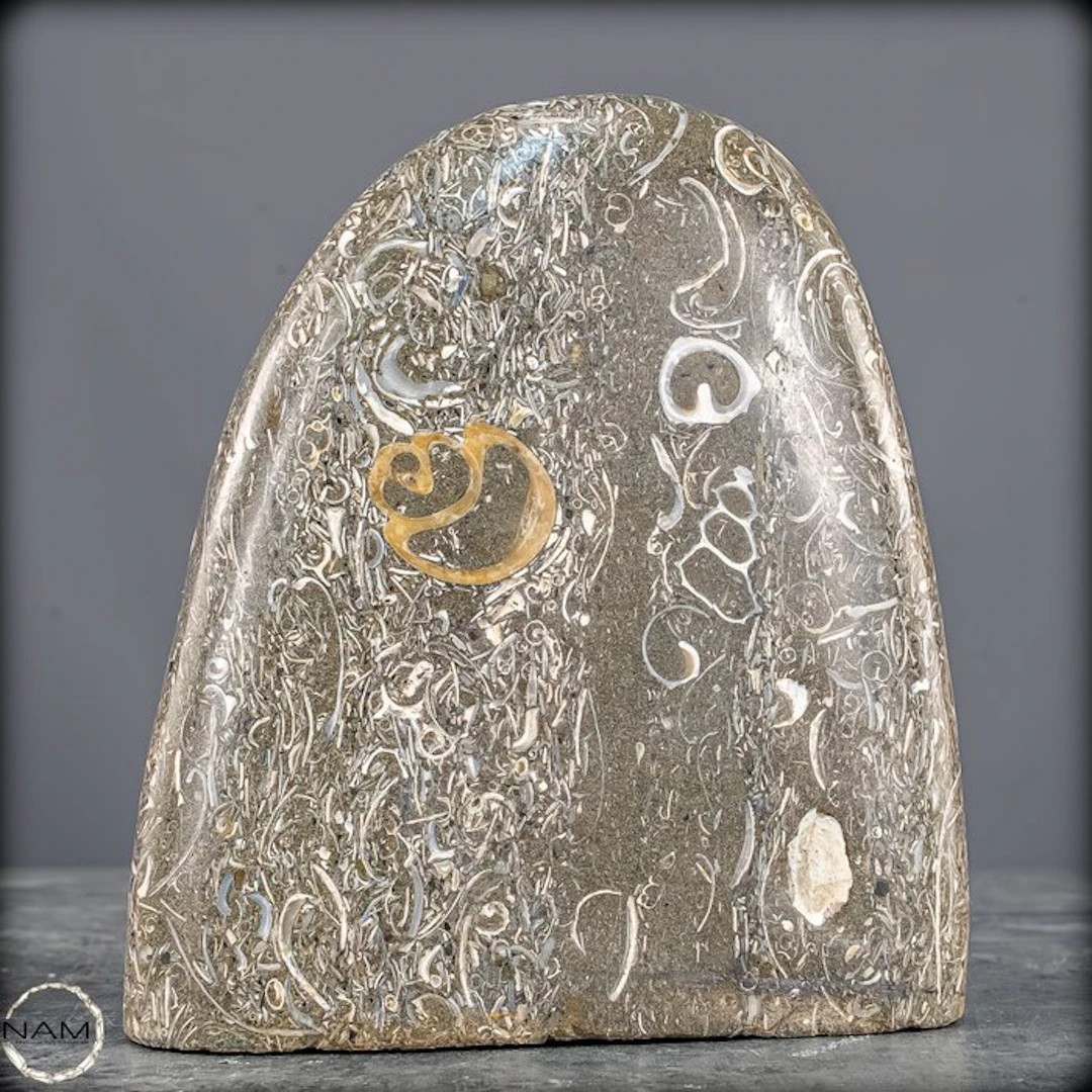 Natural crinoid freeform from Indonesia- 2261.51 g