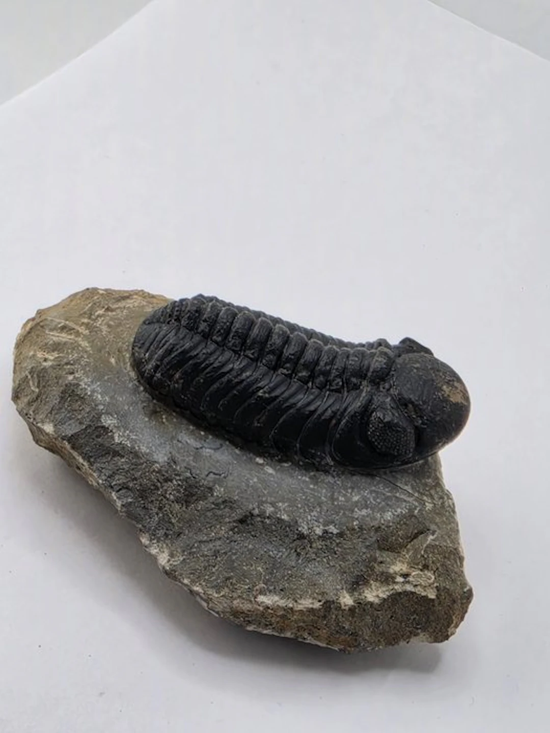 Trilobite - Fossilised animal - Phacops - 8.5 cm (No reserve price)