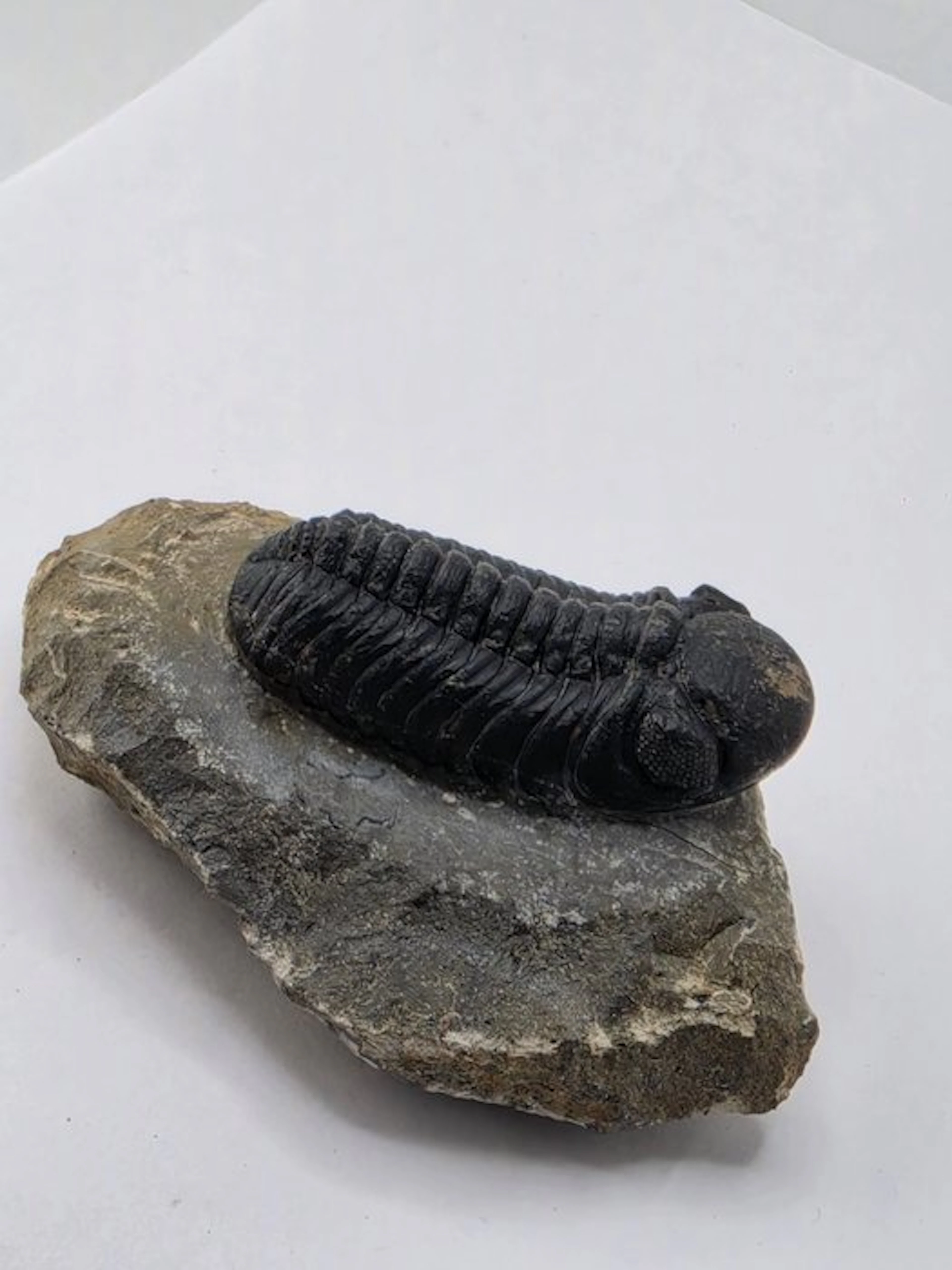 Trilobite - Fossilised animal - Phacops - 8.5 cm (No reserve price)
