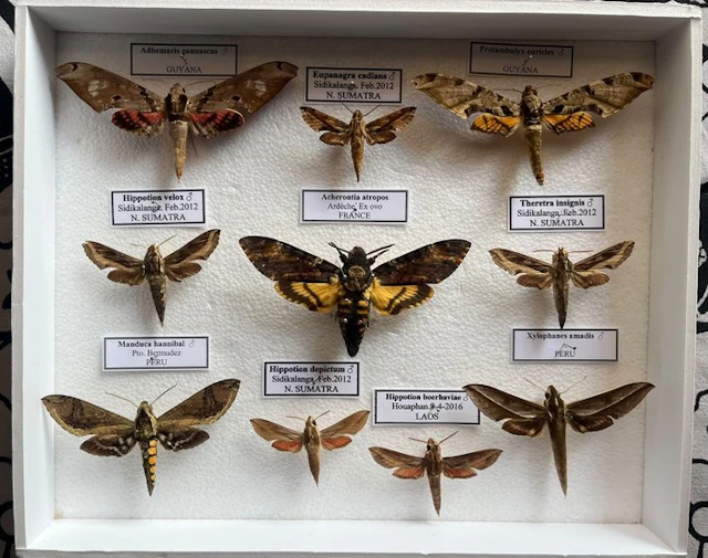 Moth Taxidermy full body mount - Acherontia Átropos...