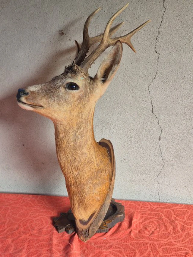 Roebuck Taxidermy wall mount - Capreolus capreolus - très...