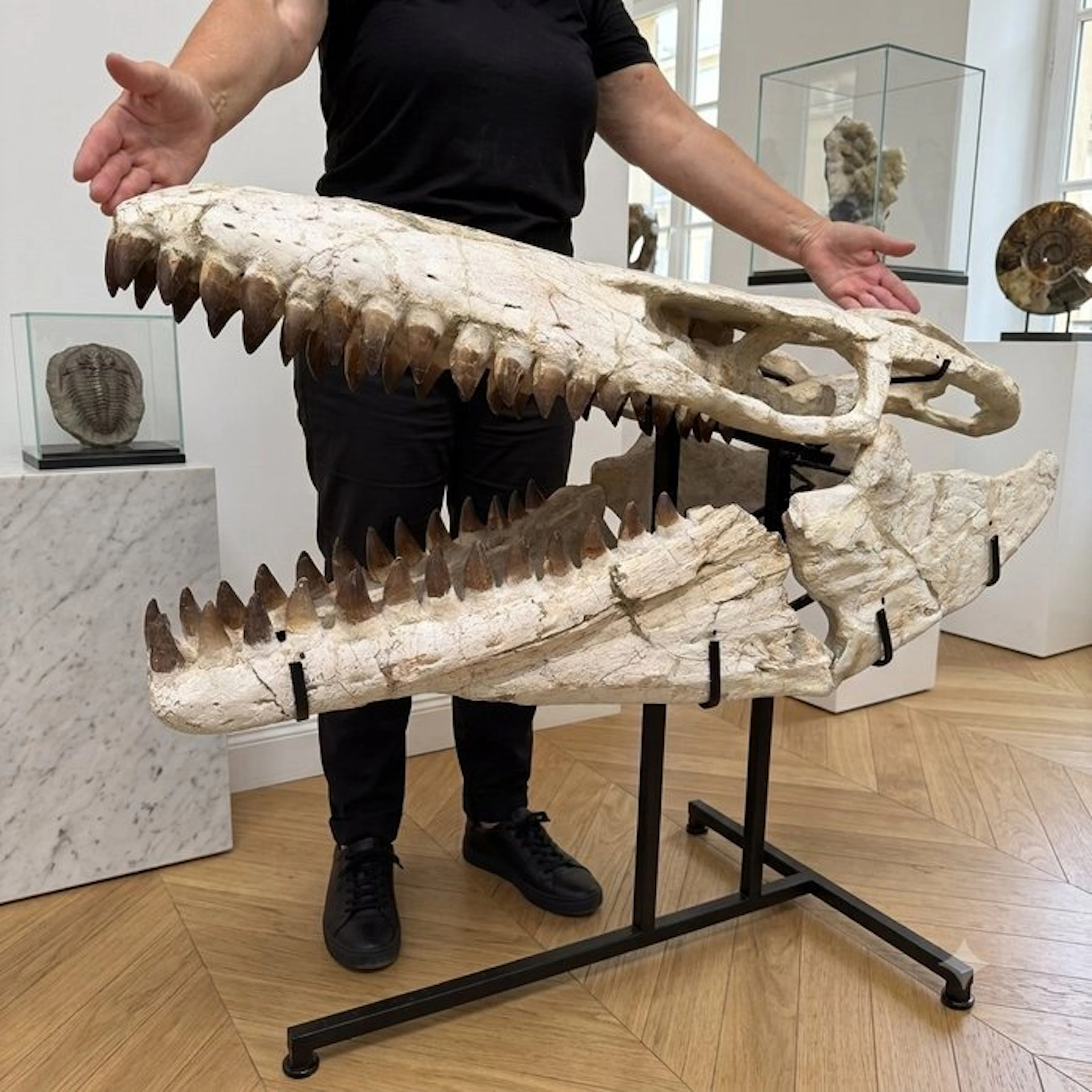 Exceptional giant mosasaur - Fossil skull - Mosasaure - 83 cm - 103 cm