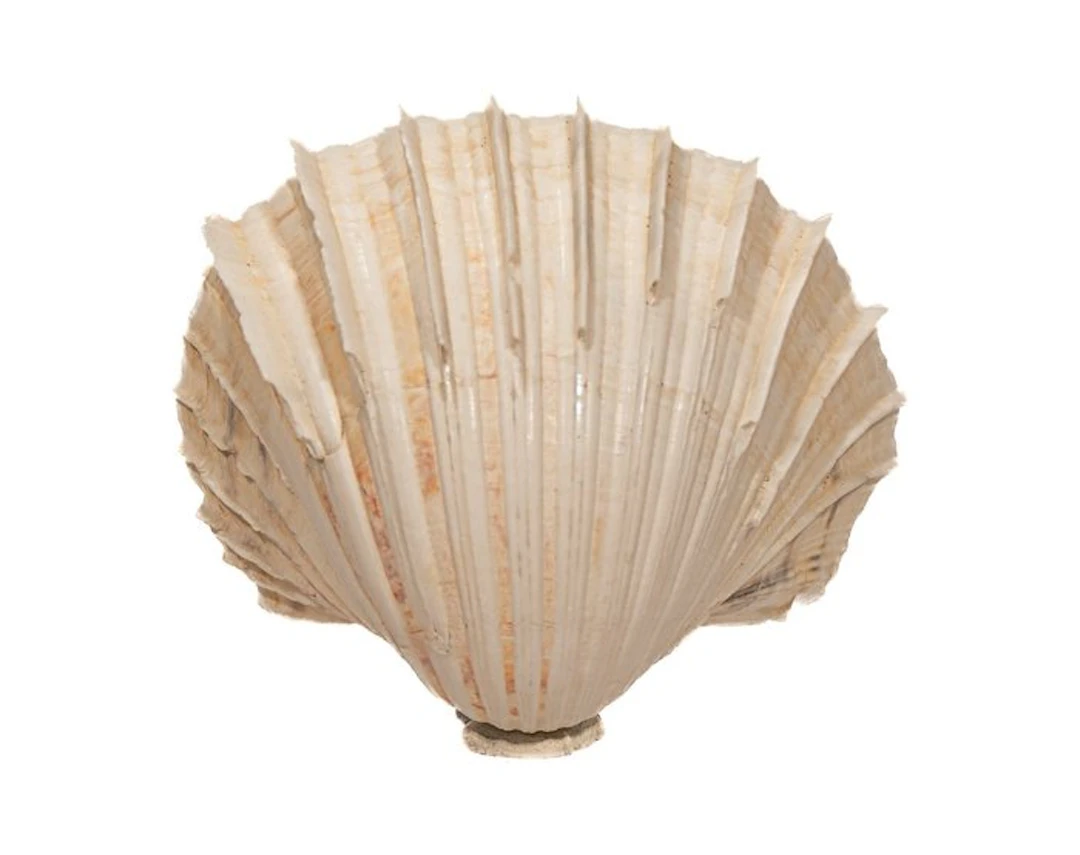 Ribbed heart cockle (Cardium costatum) – Majestic...