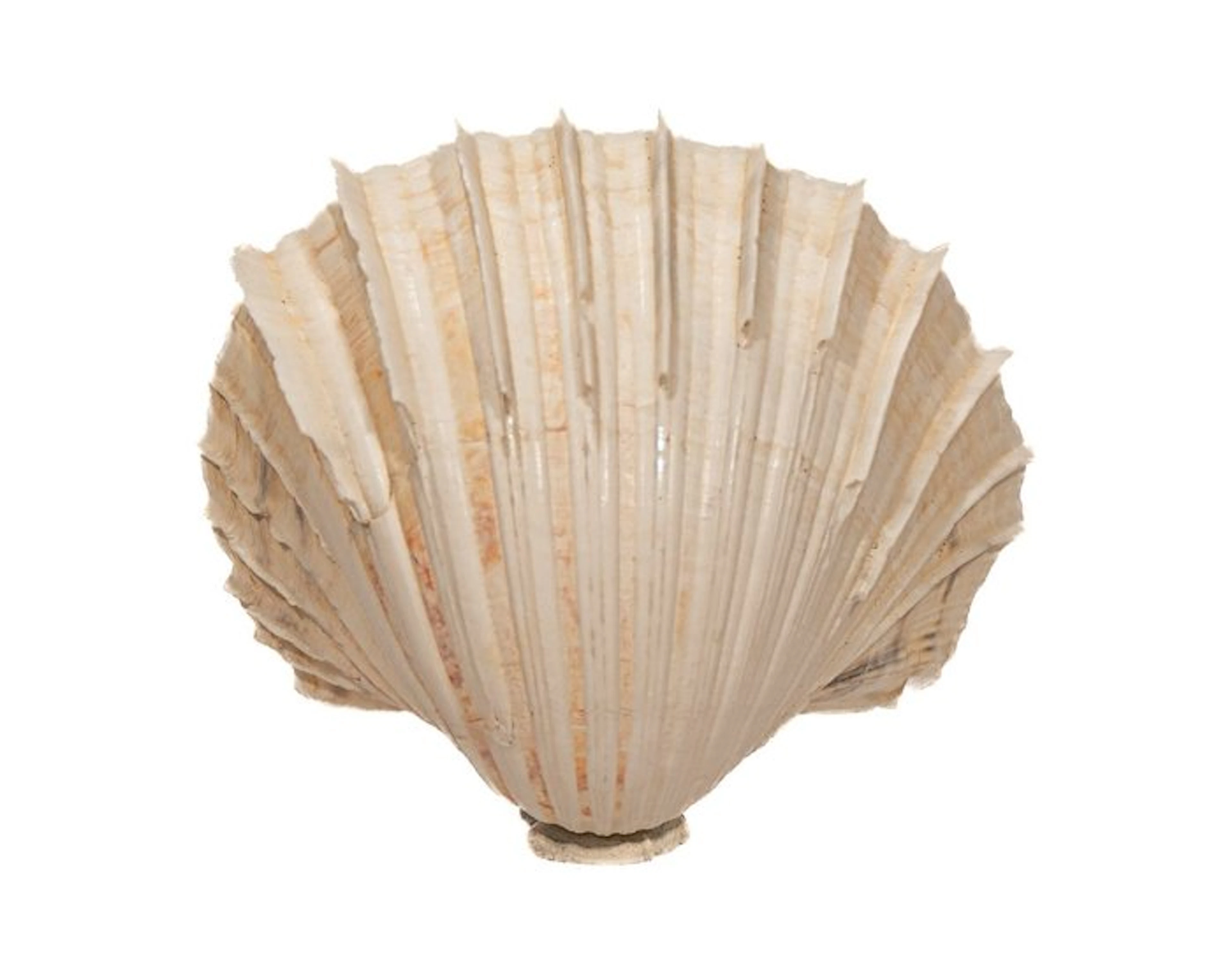 Ribbed heart cockle (Cardium costatum) – Majestic...