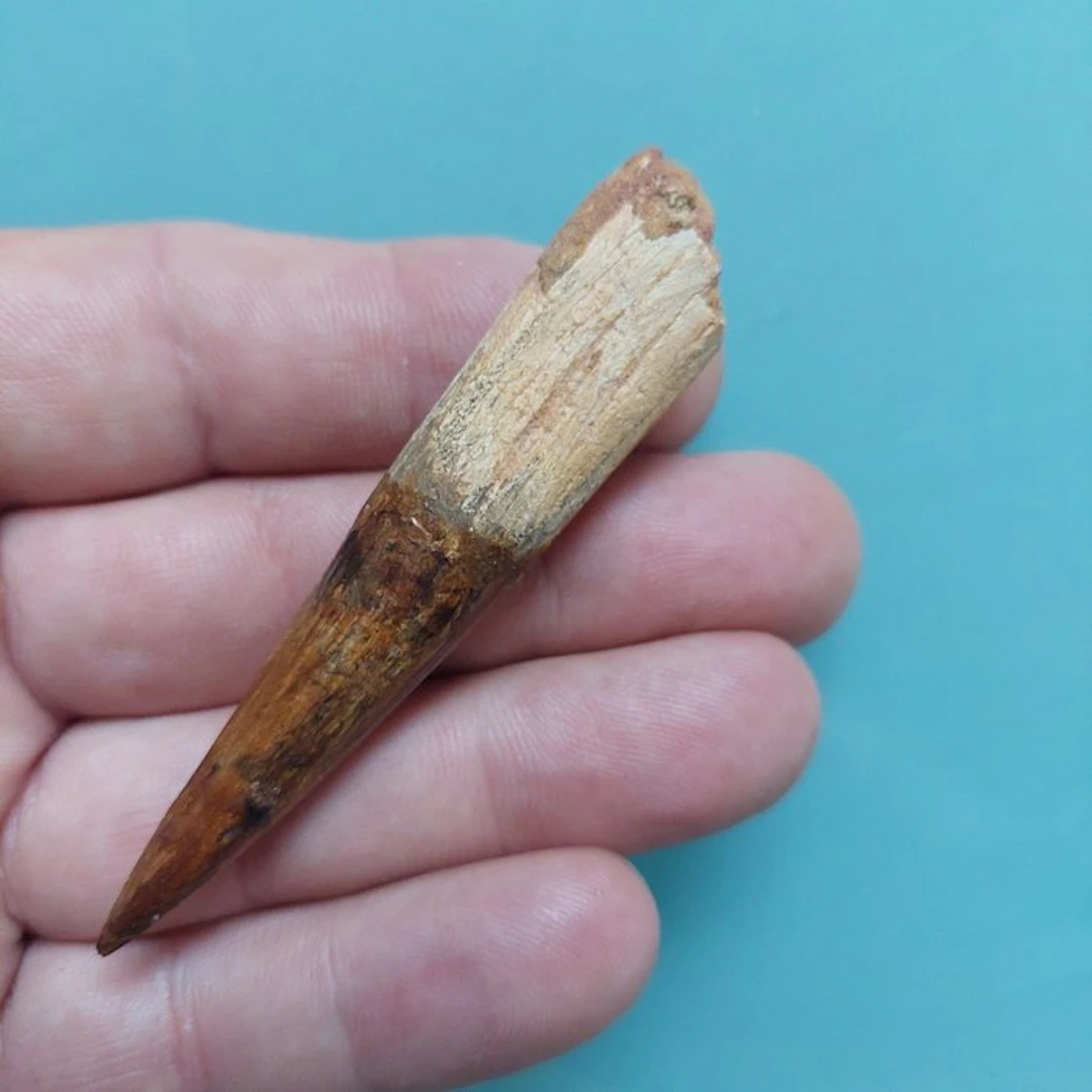 Spinosaur - Fossil tooth - 80 mm - 20 mm
