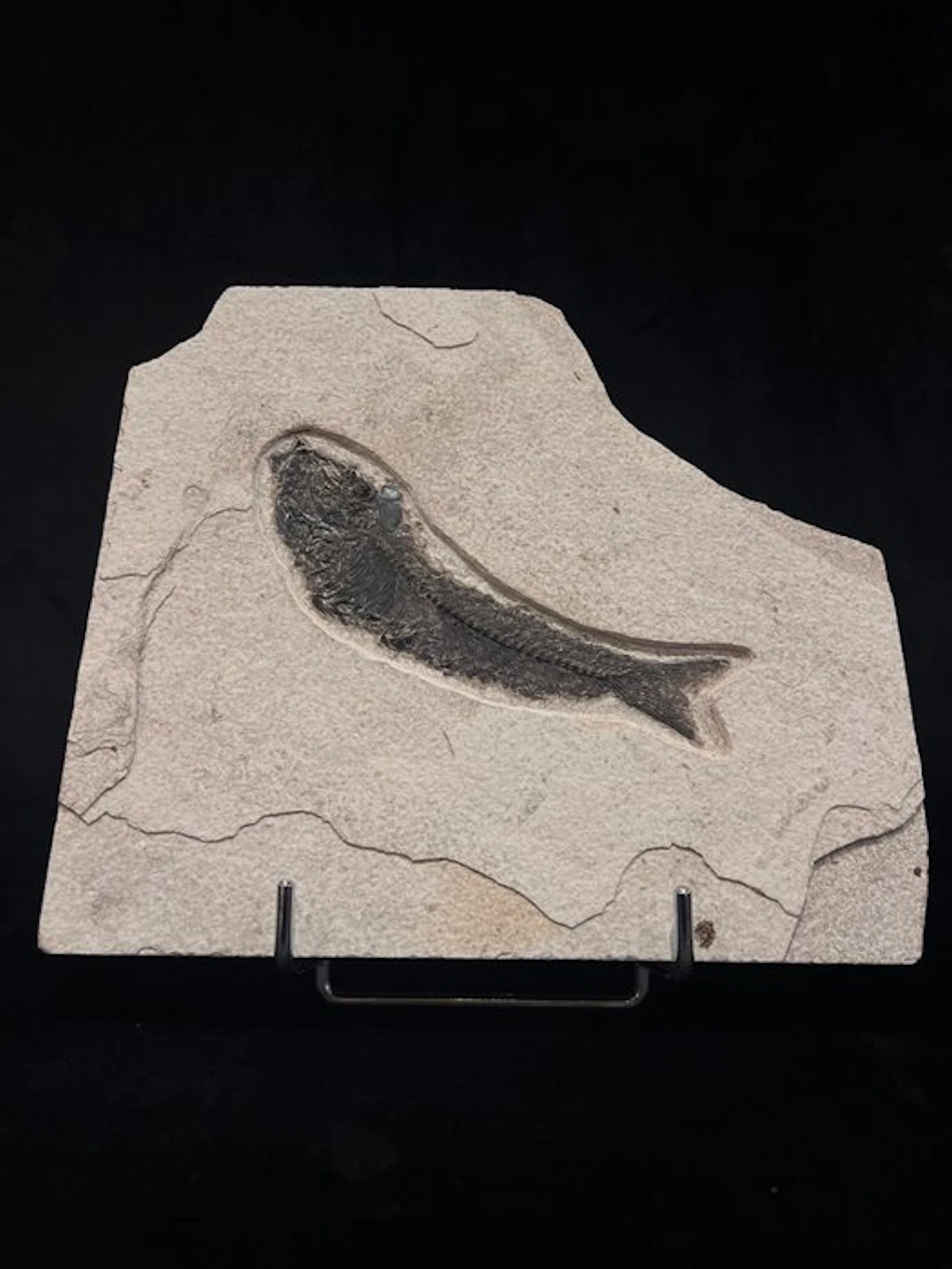 Fish - Fossil skeleton - Mioplosus - 22 cm - 24 cm