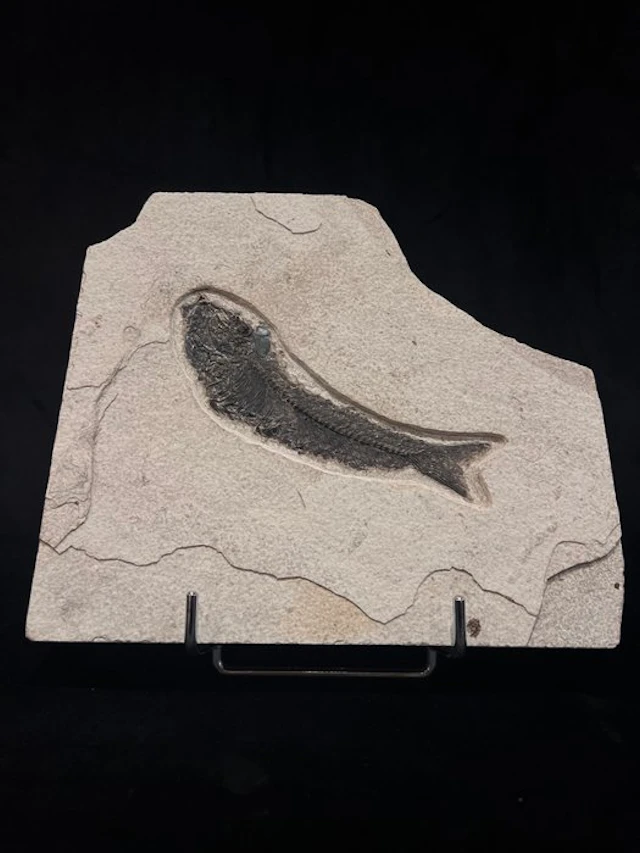 Fish - Fossil skeleton - Mioplosus - 22 cm - 24 cm