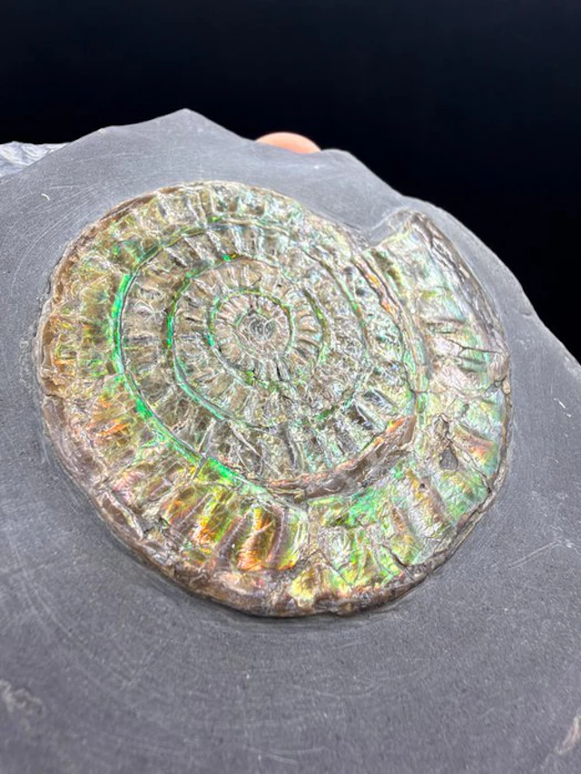Ammolite - Fossilised animal - Caloceras johnstoni - 17 cm
