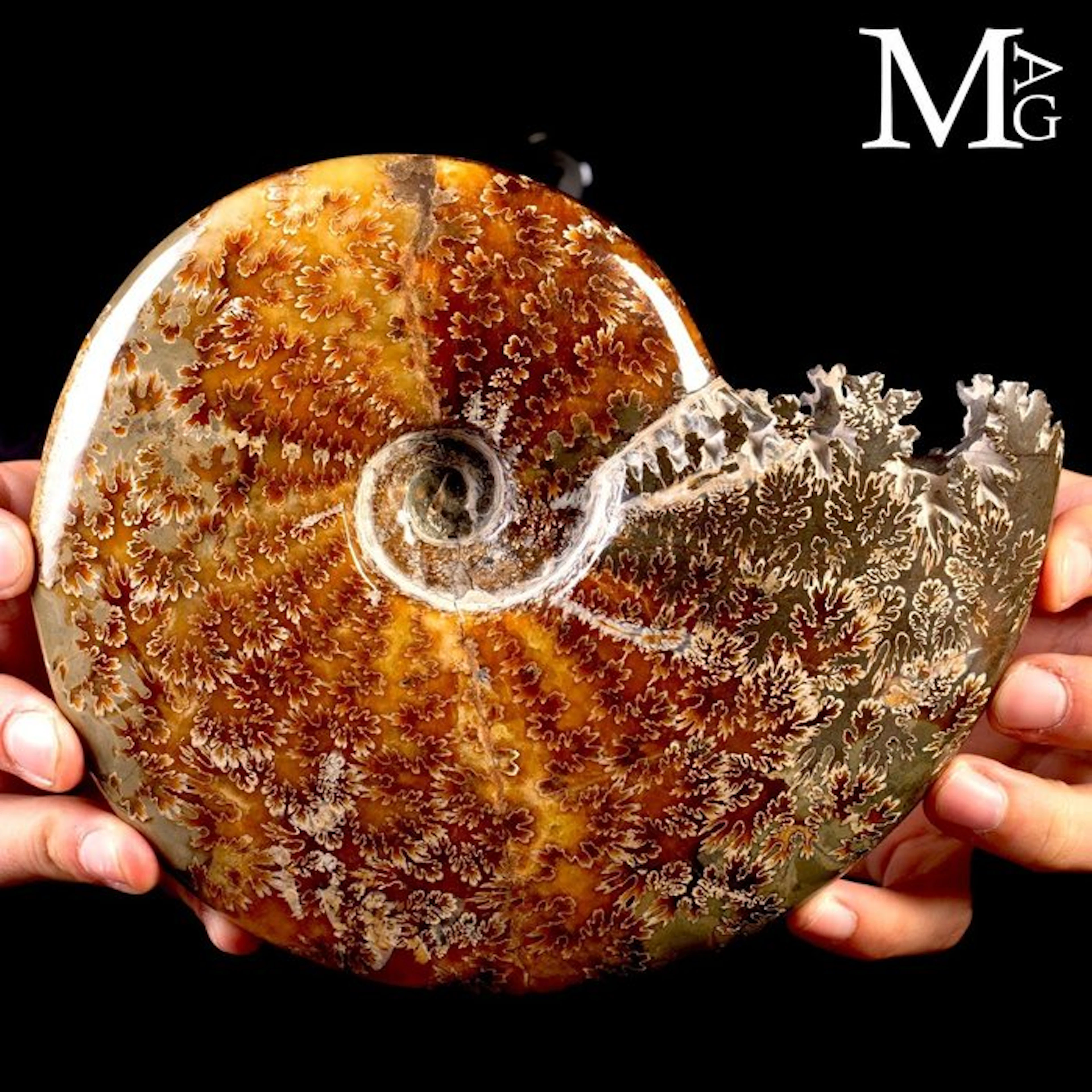 Fossilized Cleoniceras Ammonite with exceptional...