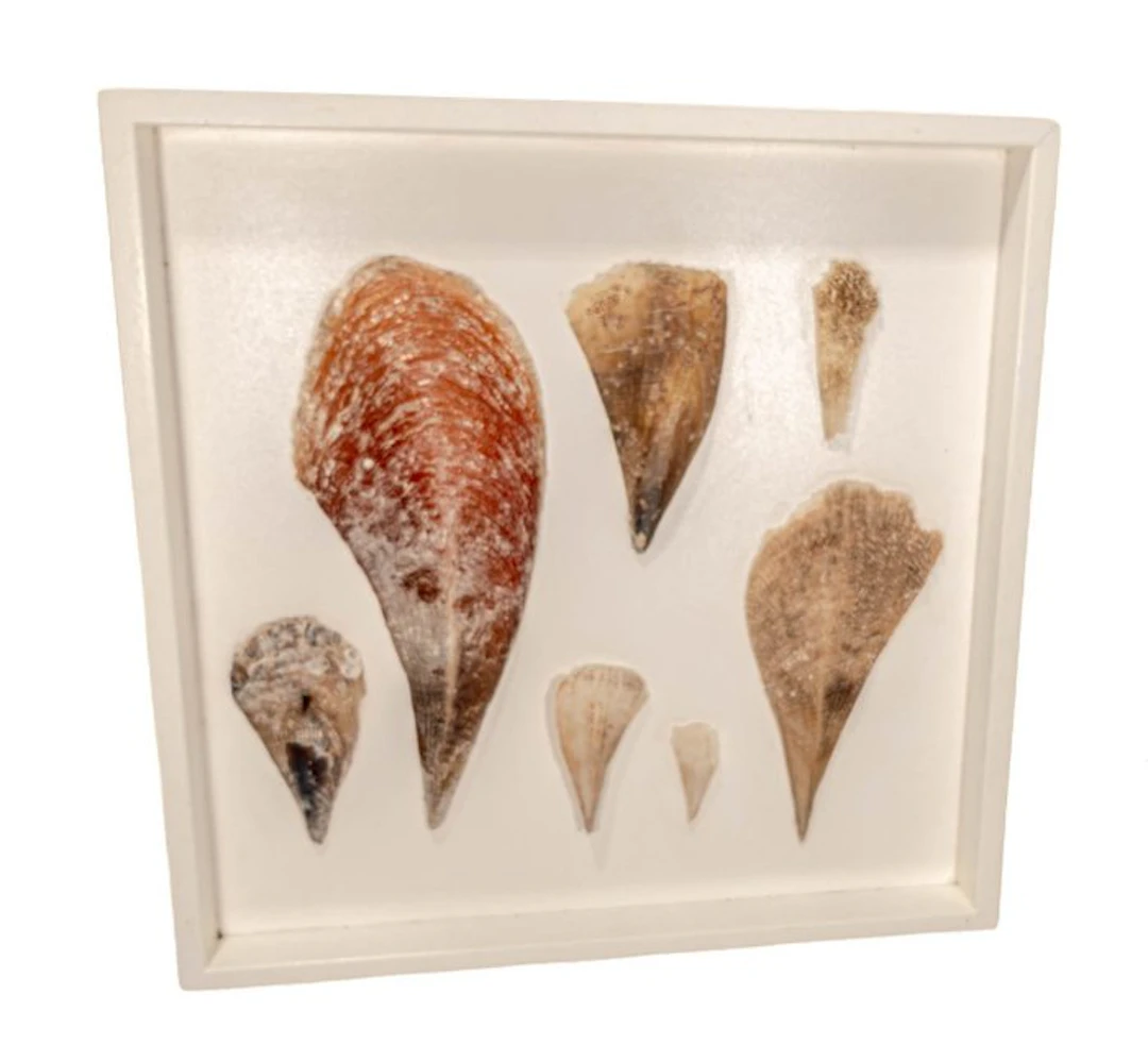 Plug-in shells ┼ Wall art ┼ Taxidermy wall mount...