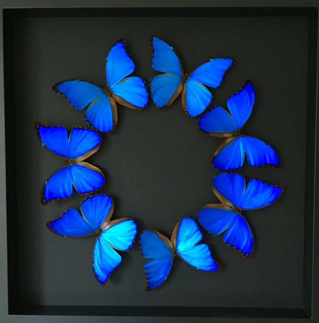 Butterfly Taxidermy full body mount - Morpho Didius - 50 cm - 50 cm - 6 cm - 1