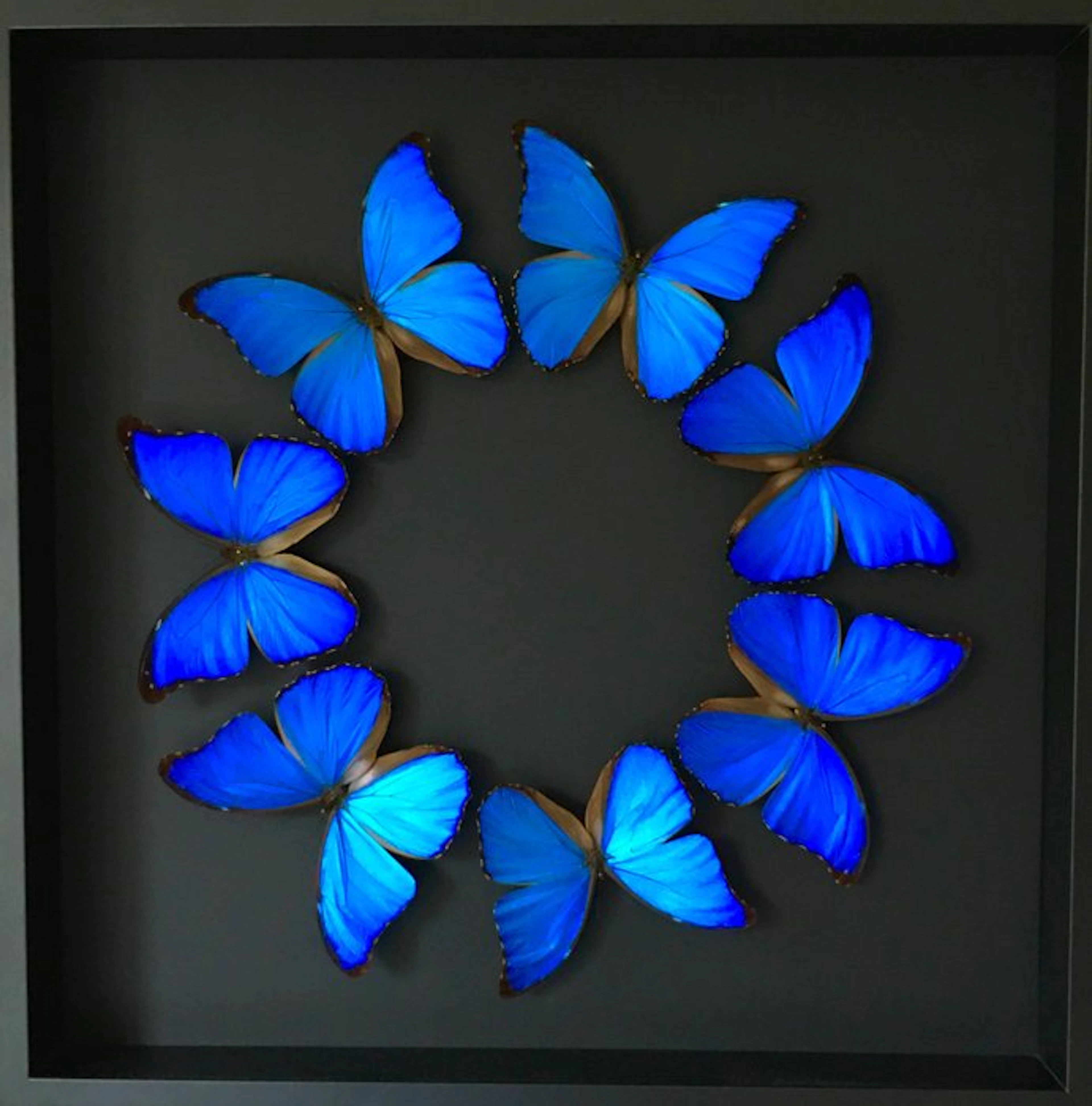 Butterfly Taxidermy full body mount - Morpho Didius - 50 cm - 50 cm - 6 cm - 1