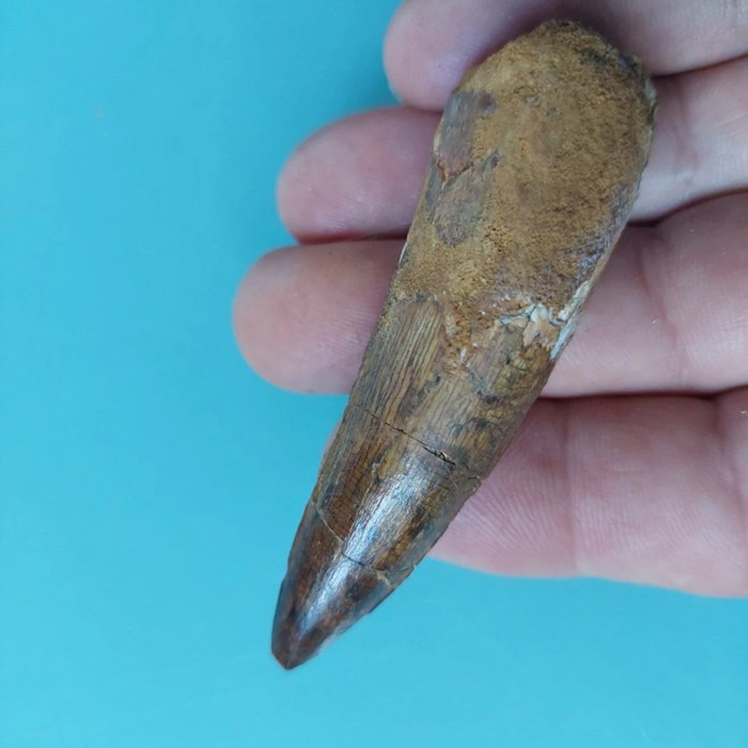 Spinosaur - Fossil tooth - 75 mm - 25 mm