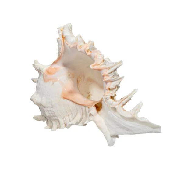 large white giant murex XXL ┼ spiny snail Taxidermy full...