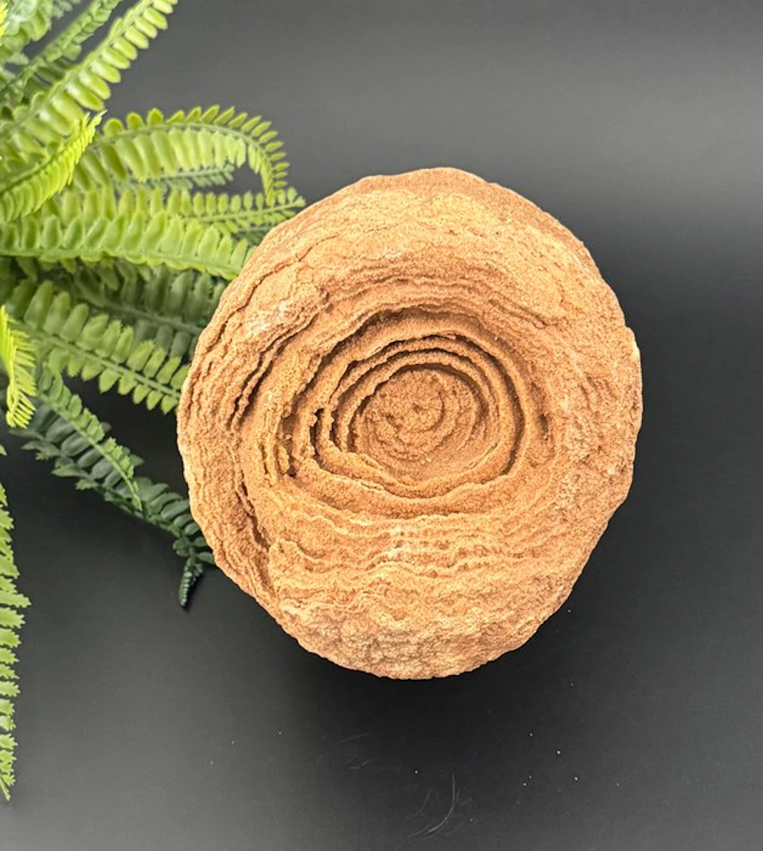 Rare decorative stromatolite – one of the earliest fossils on Earth