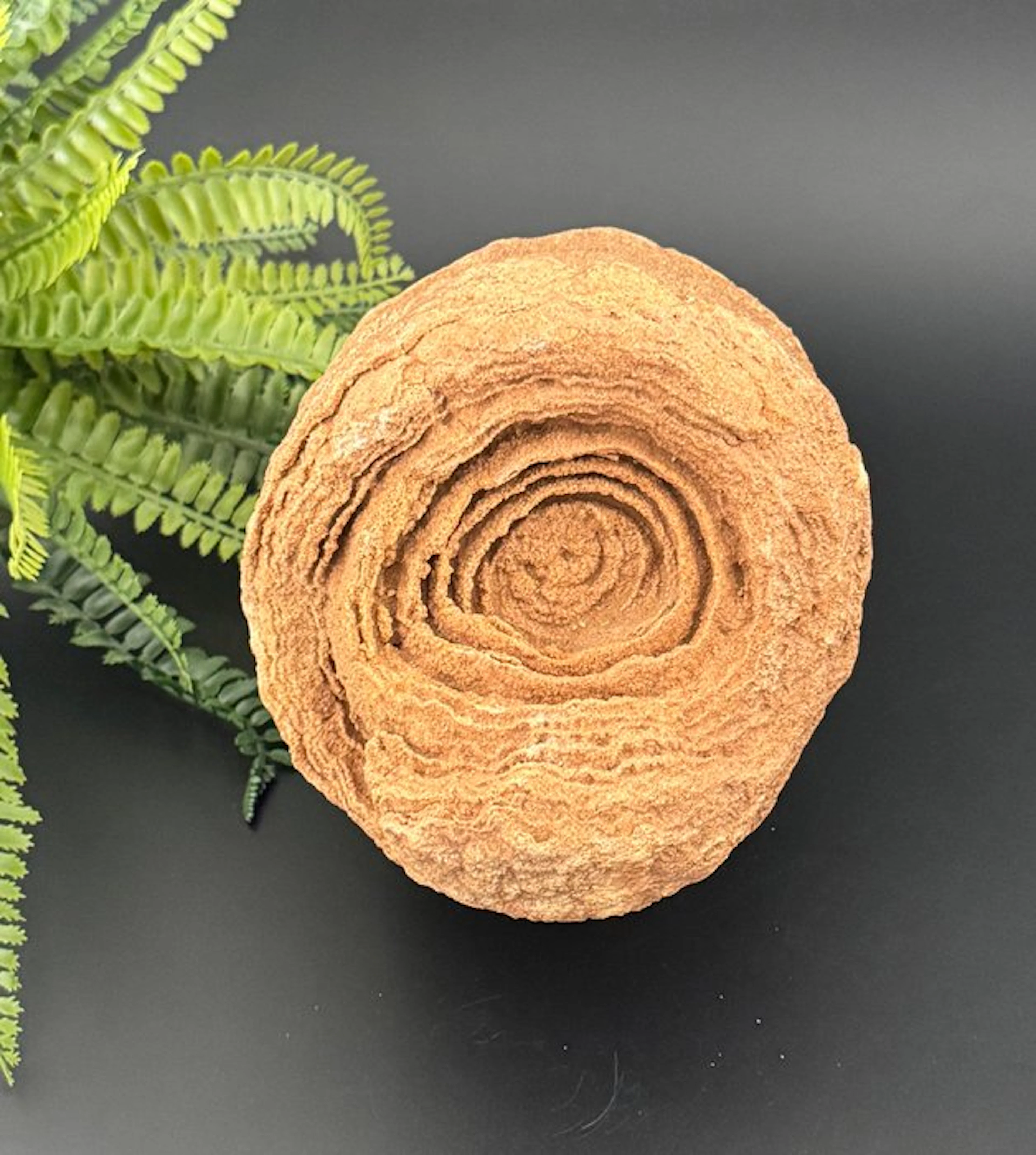 Rare decorative stromatolite – one of the earliest fossils on Earth