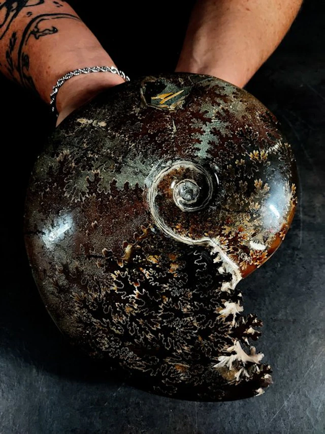 large ammonite with a carved mouth