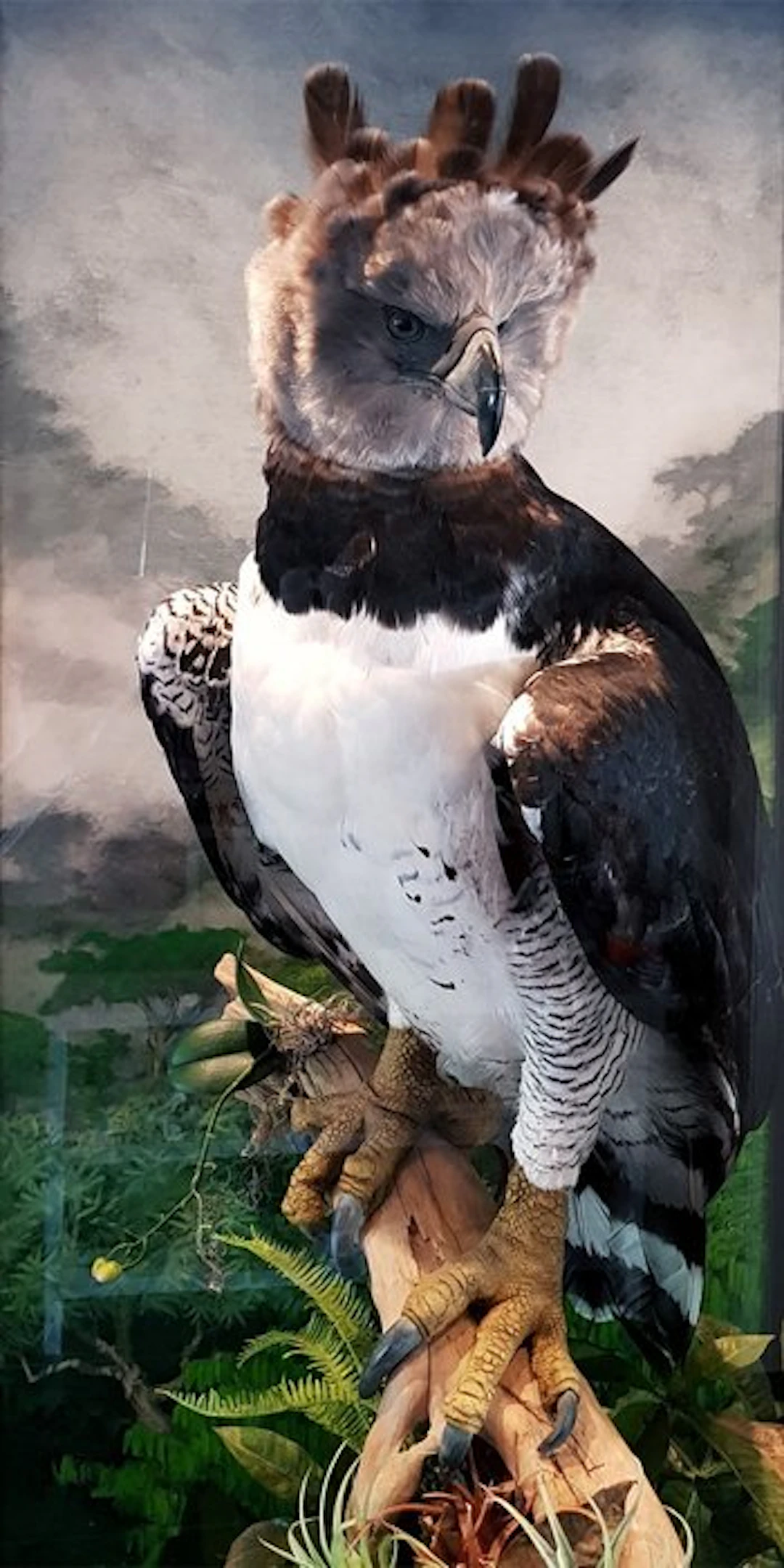 One of a kind - Harpy Eagle in museum quality with...