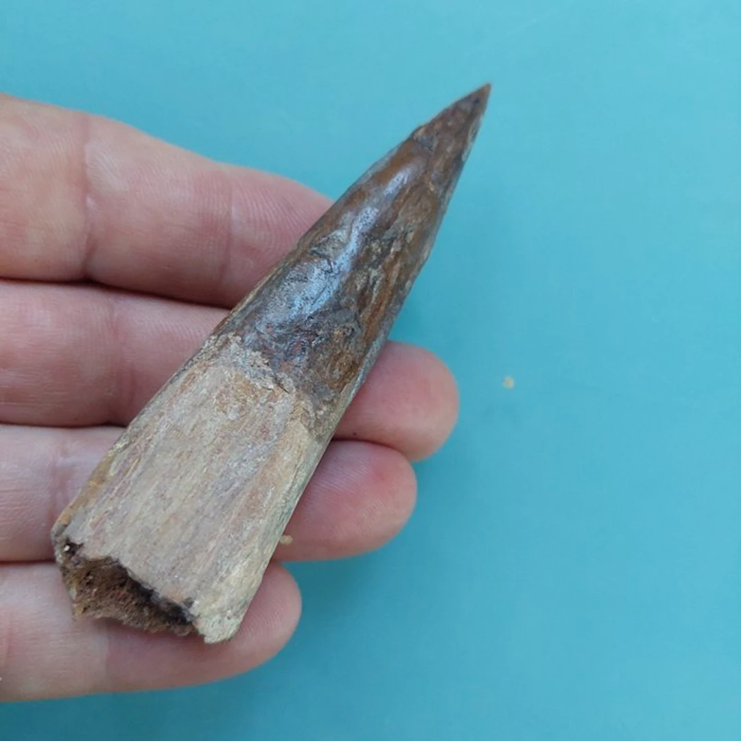 Spinosaur - Fossil tooth - 100 mm - 25 mm