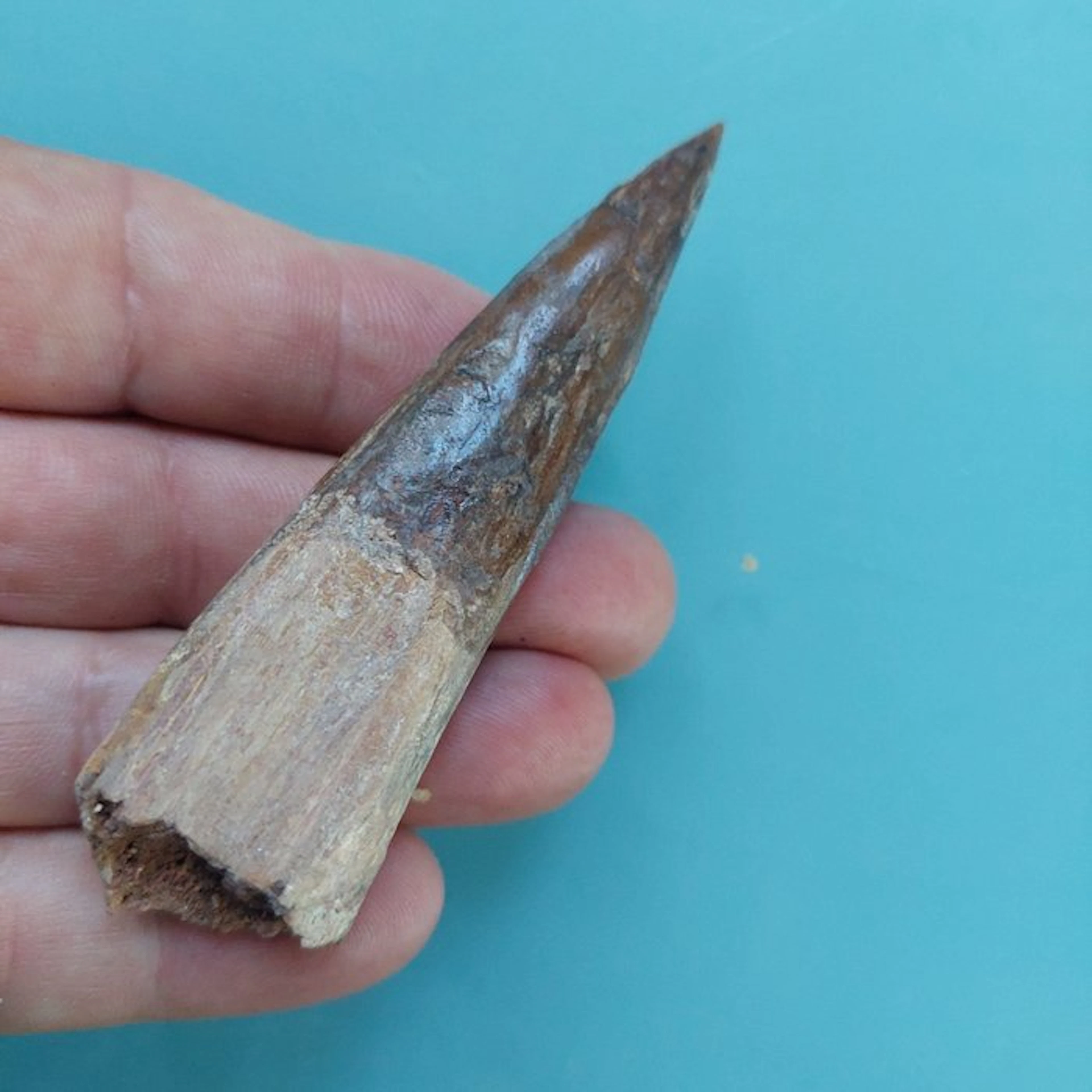 Spinosaur - Fossil tooth - 100 mm - 25 mm