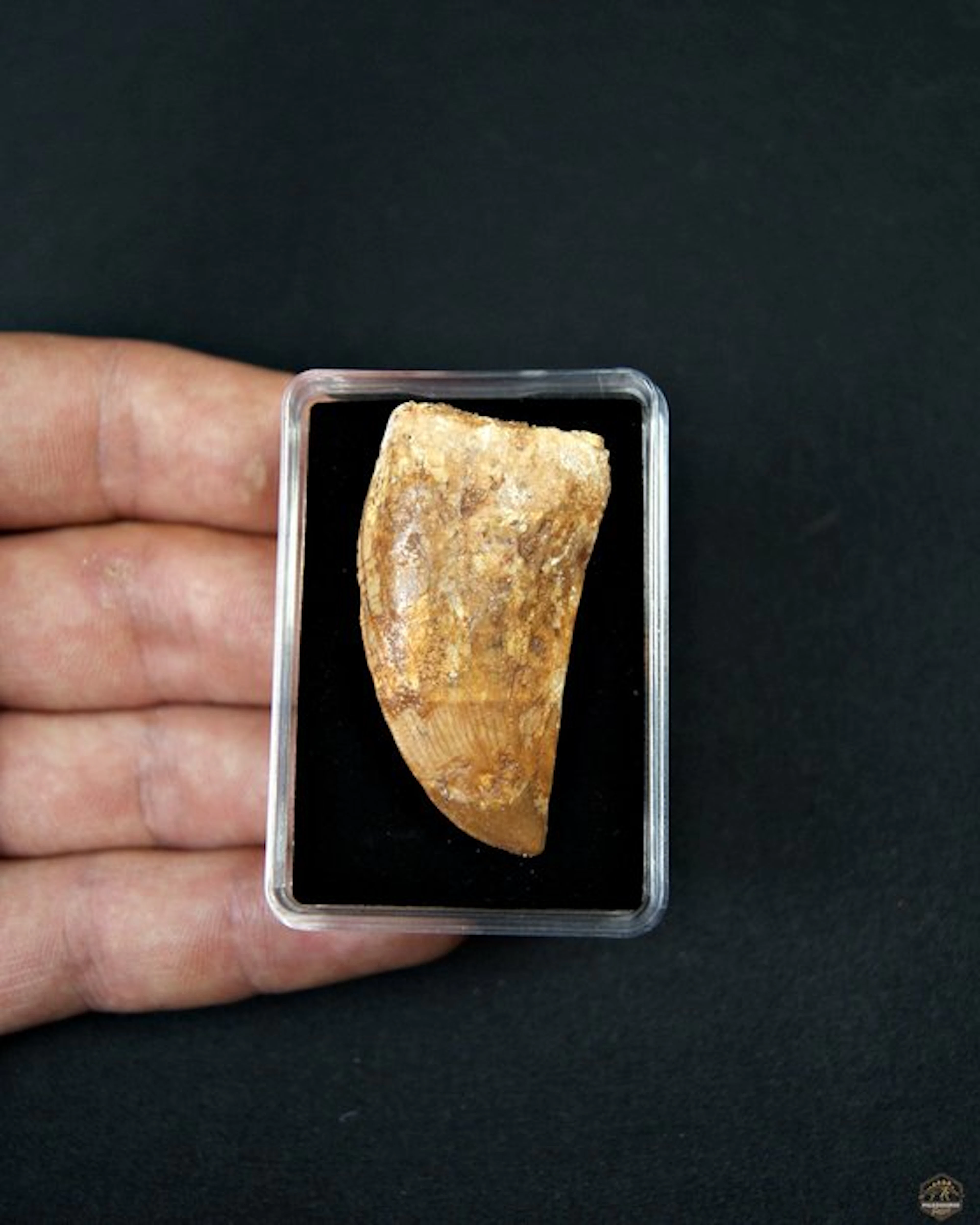 Dinosaur - Fossil tooth - Carcharodontosaurus Saharicus