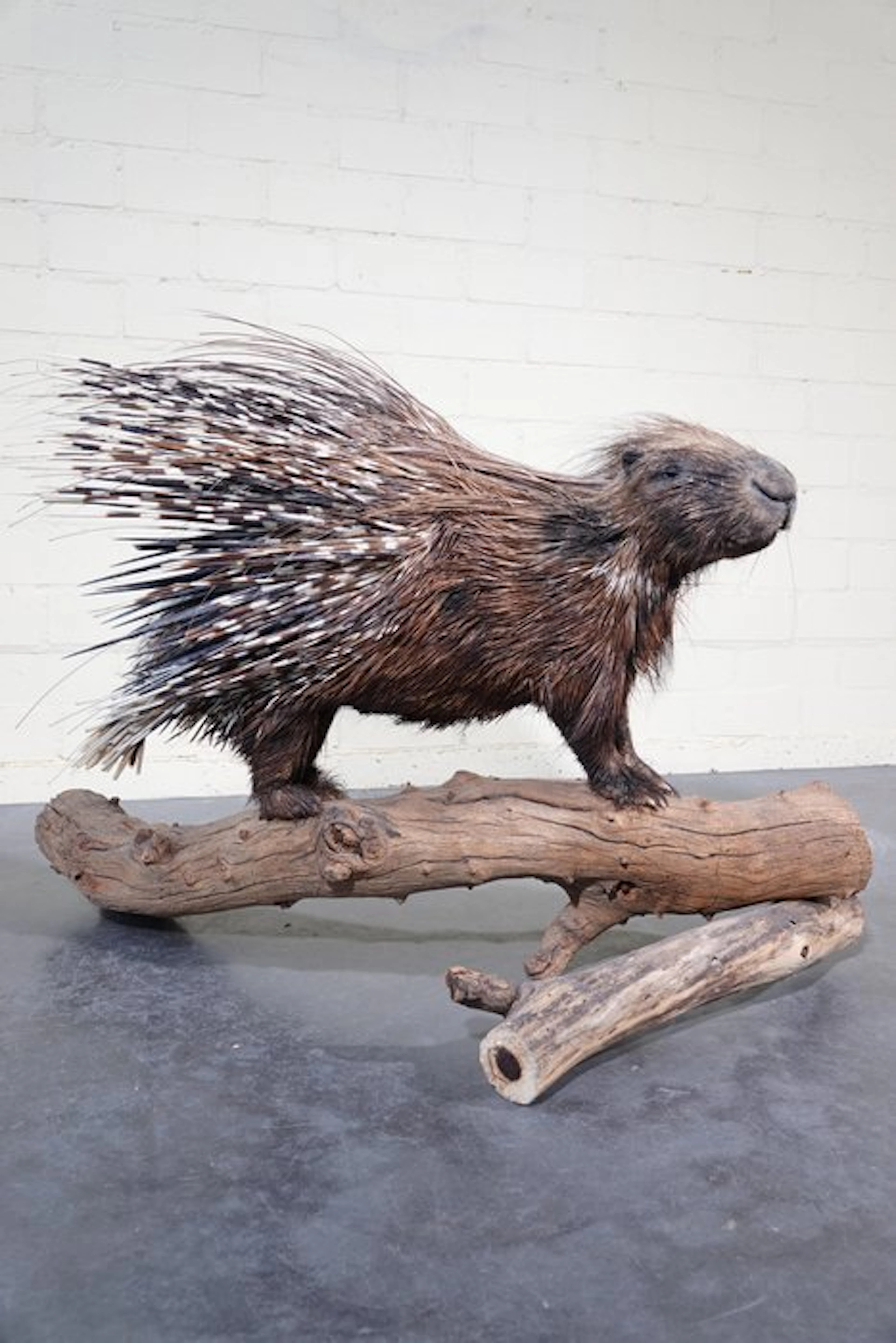 Cape Porcupine fullmount Taxidermy full body mount...