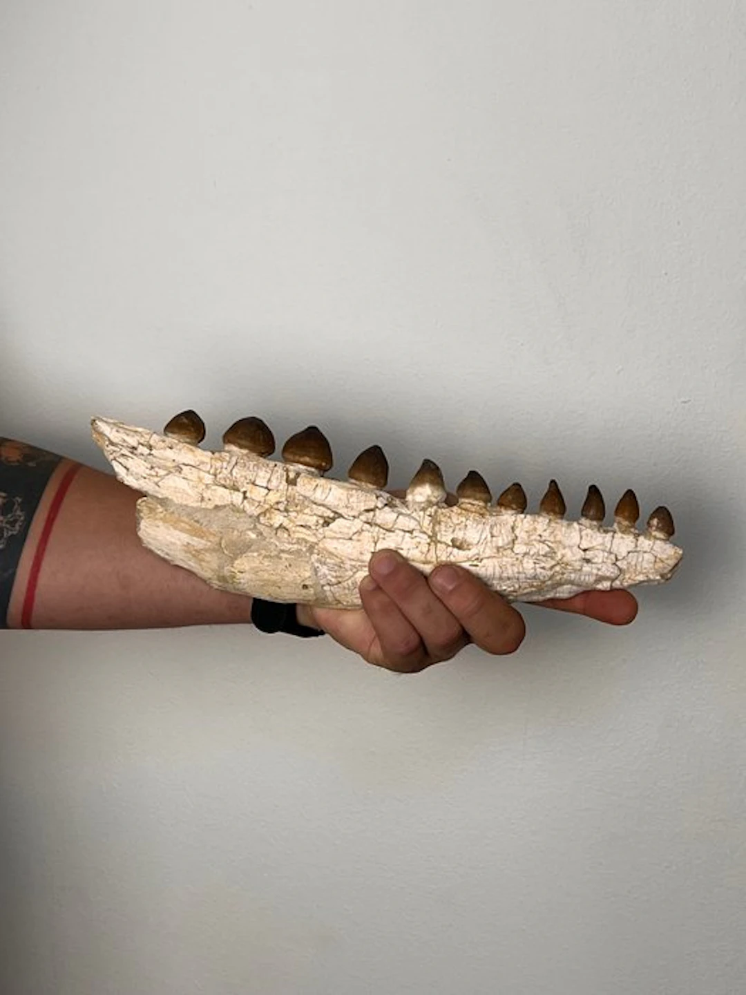 Mosasaur - Fossilised jaw - Globidens - 31 cm - 3 cm