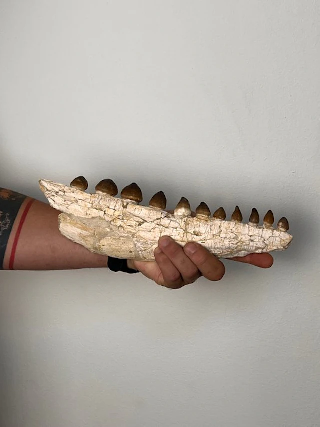 Mosasaur - Fossilised jaw - Globidens - 31 cm - 3 cm