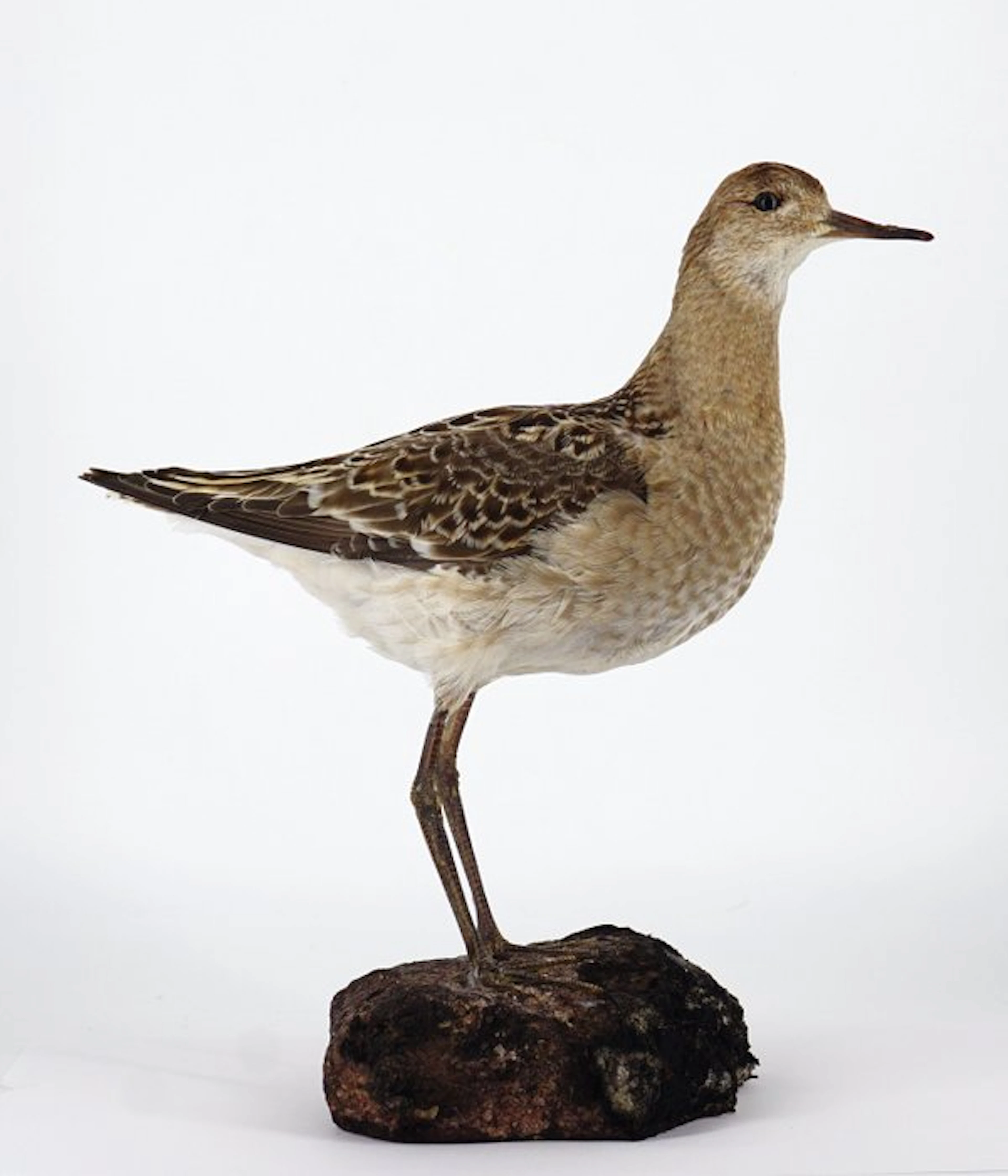 fighter Taxidermy full body mount - Calidris pugnax (with...