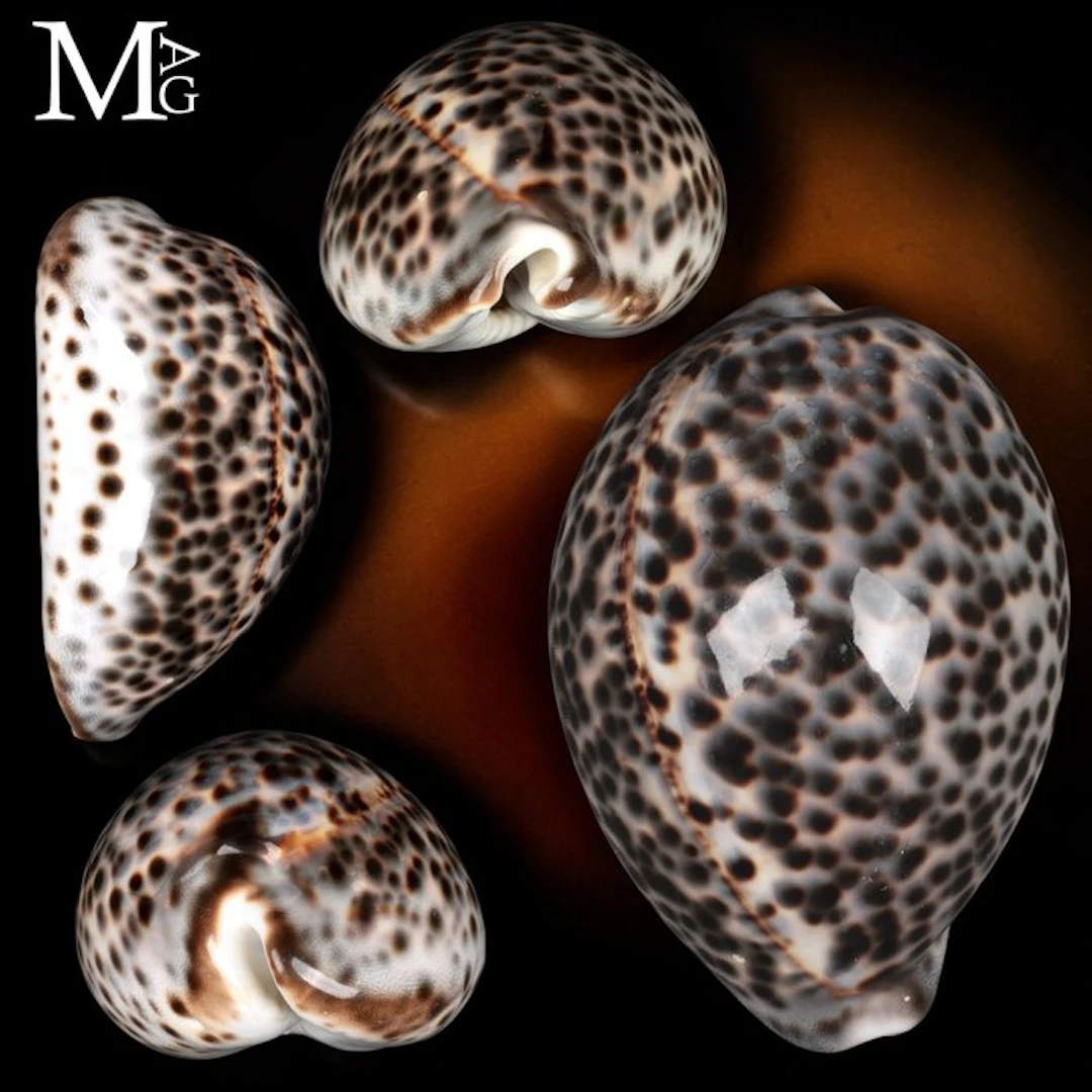 Cypraea tigris Shell with Unique Smoky Blue-Gray Glossy Surface A Large