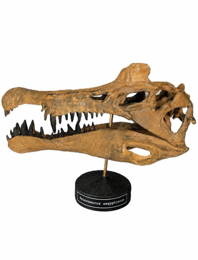 Fossil skull - Spinosaurus aegyptiacus - Museum-Grade Replica - 30 cm - 25 cm