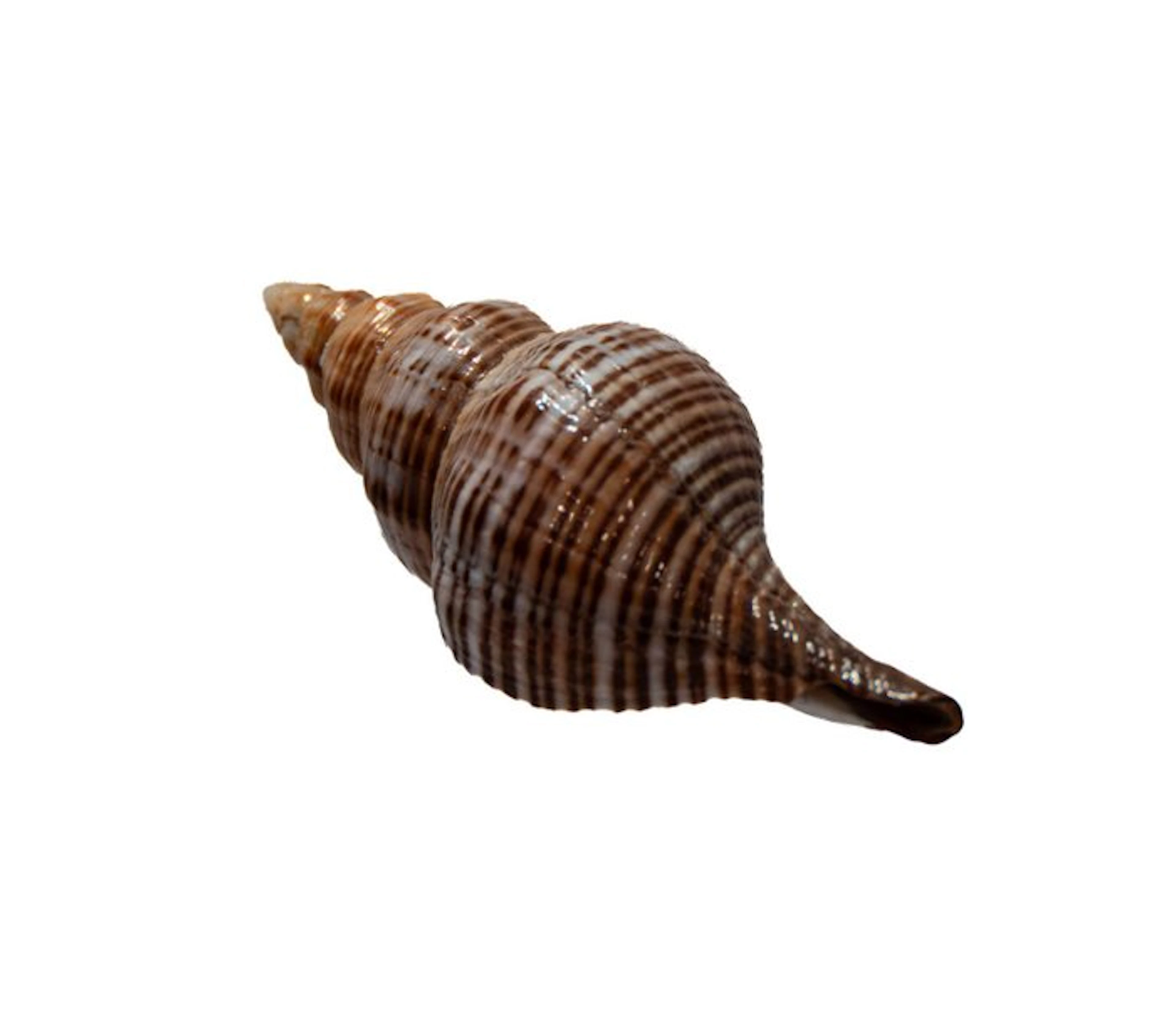 Rare Mandarin siphon snail (Penion mandarinus) |...