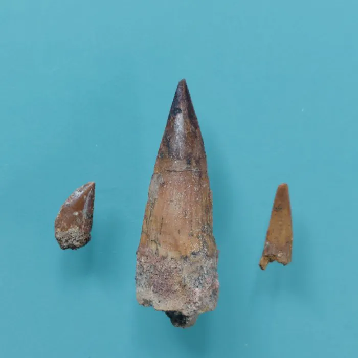 Dinosaur - Fossil tooth - Abelisaurus