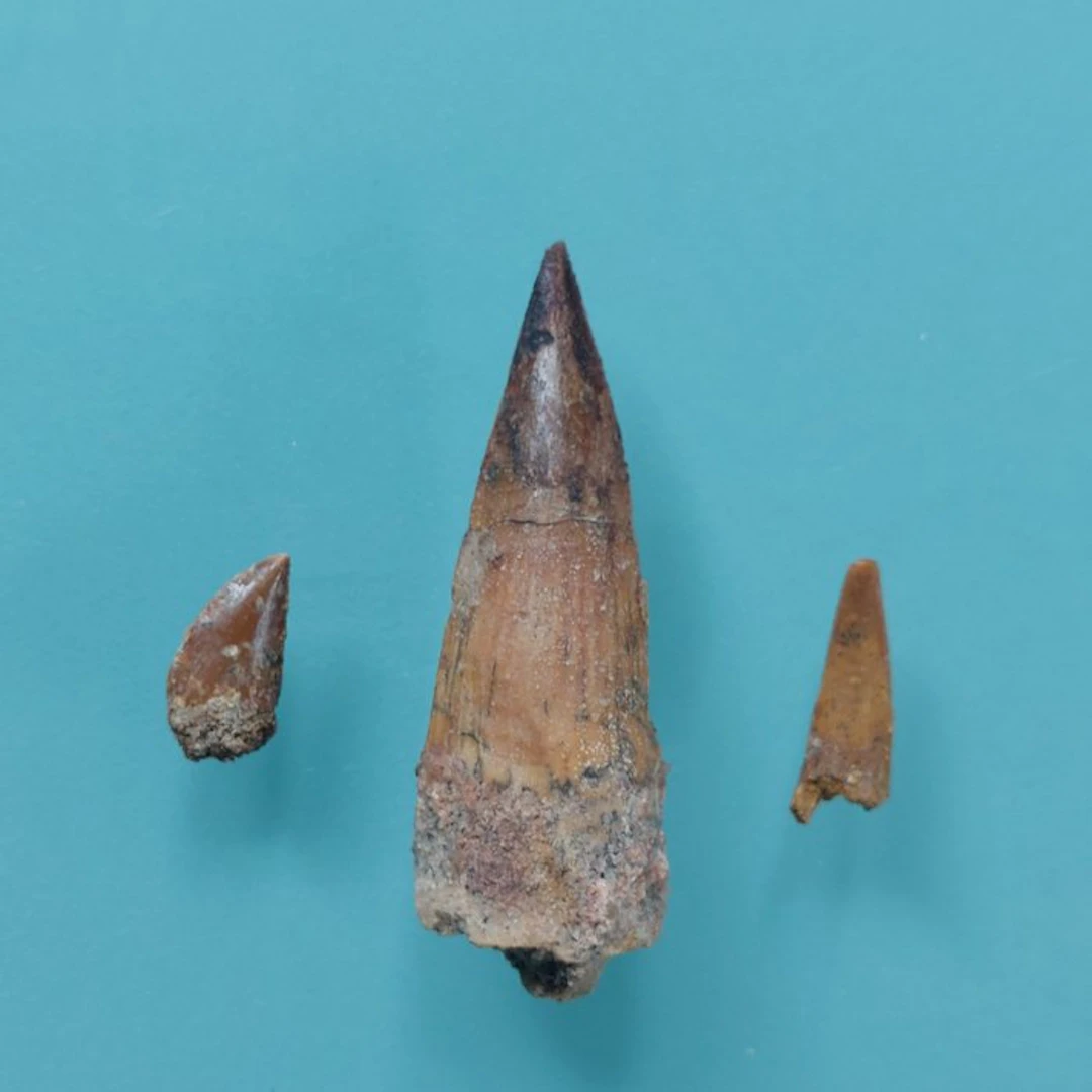 Dinosaur - Fossil tooth - Abelisaurus