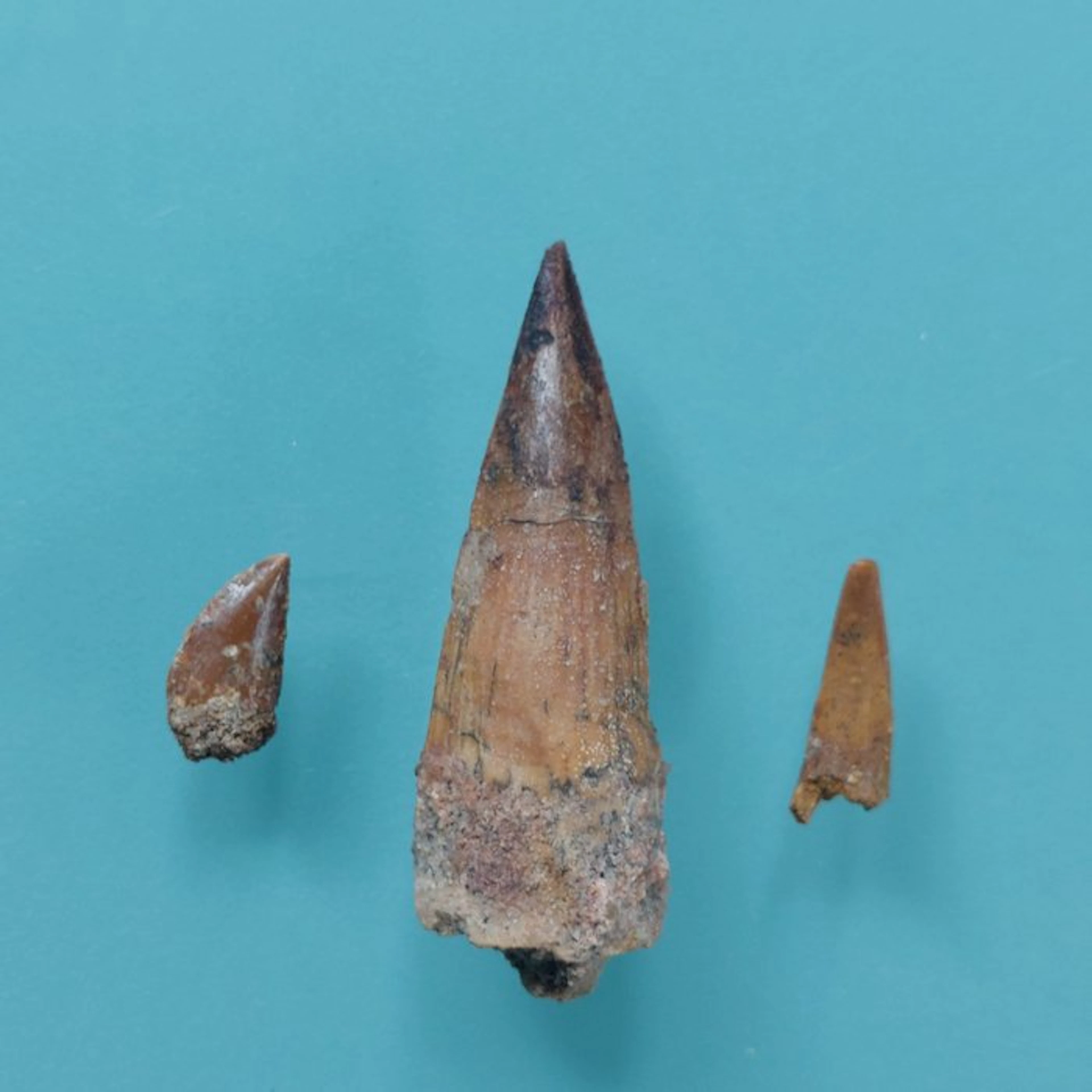 Dinosaur - Fossil tooth - Abelisaurus