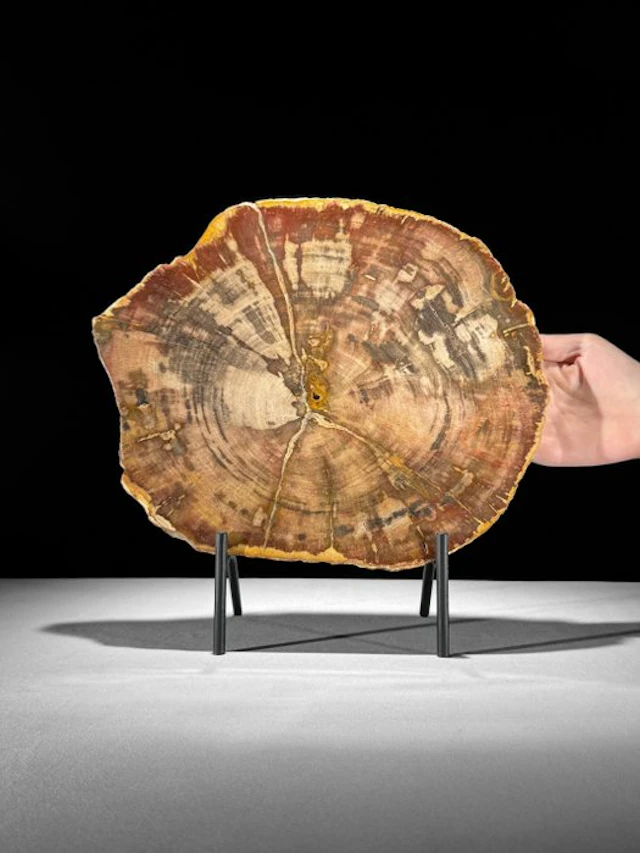 Stunning Slice of rare Red Petrified Wood on a custom...
