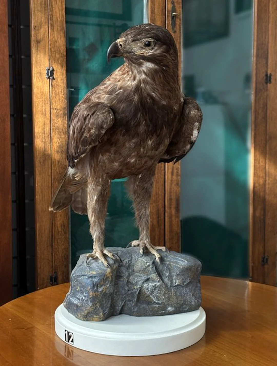 Bird of prey