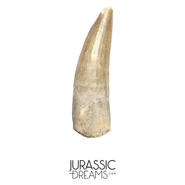 Nicely Preserved Suchomimus tenerensis Spinosaurid...