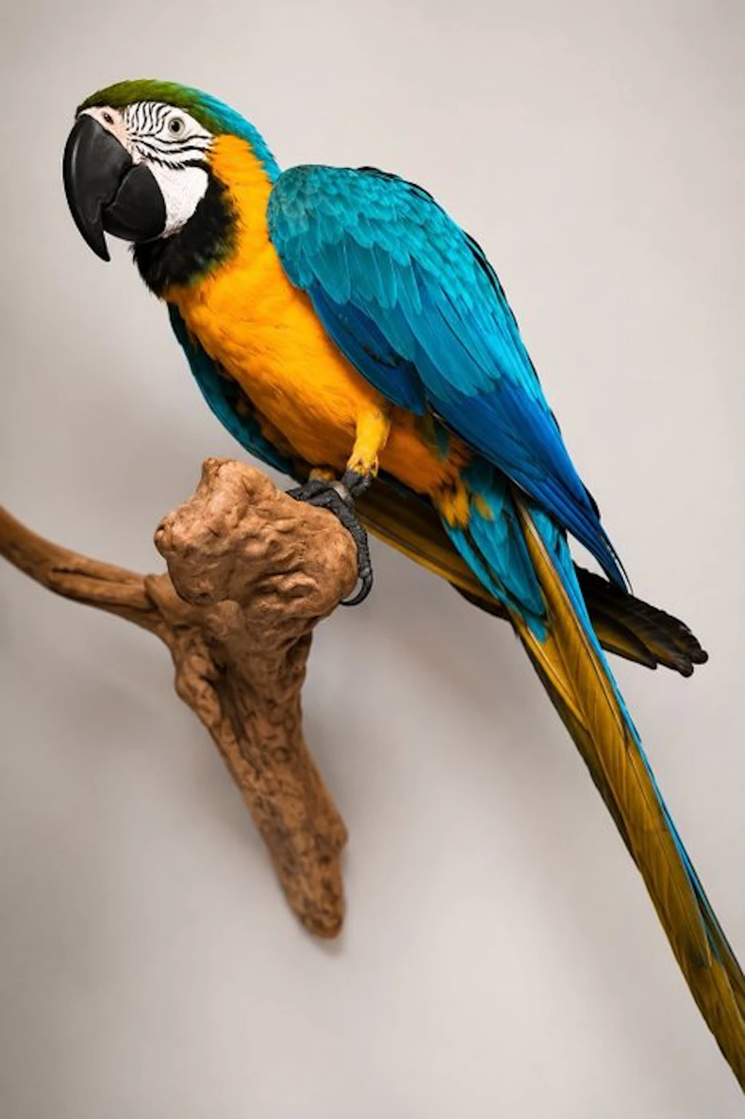 Macaw Taxidermy full body mount - Ara ararauna - 70 cm...