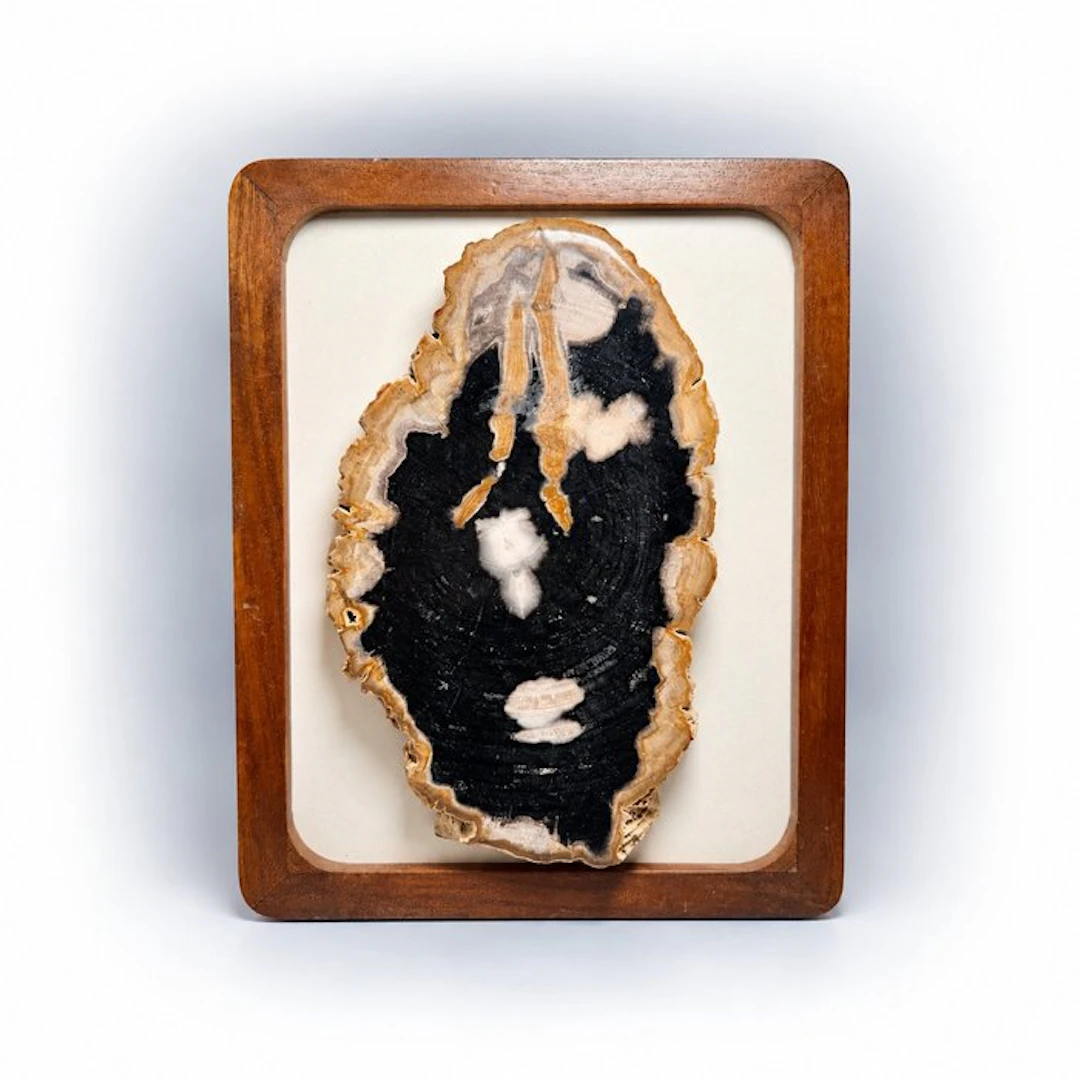 Exceptional Petrified Wood with Natural Bark –...