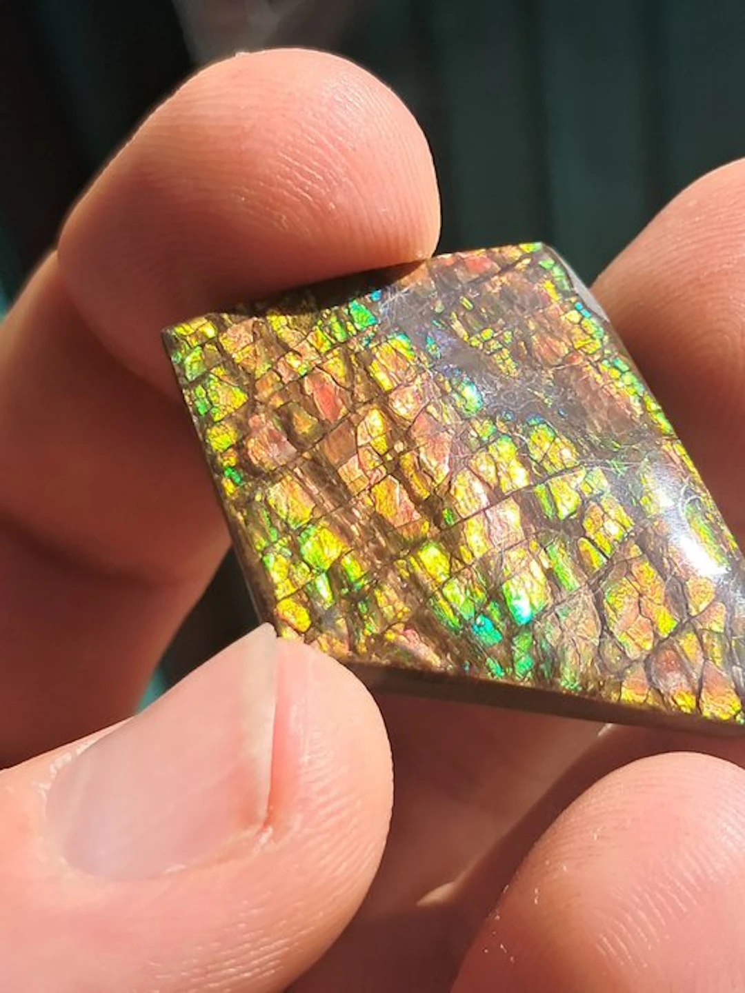 Ammolite - Fossil fragment - Placenticeras - 3.5 cm - 2.7 cm (No reserve price)