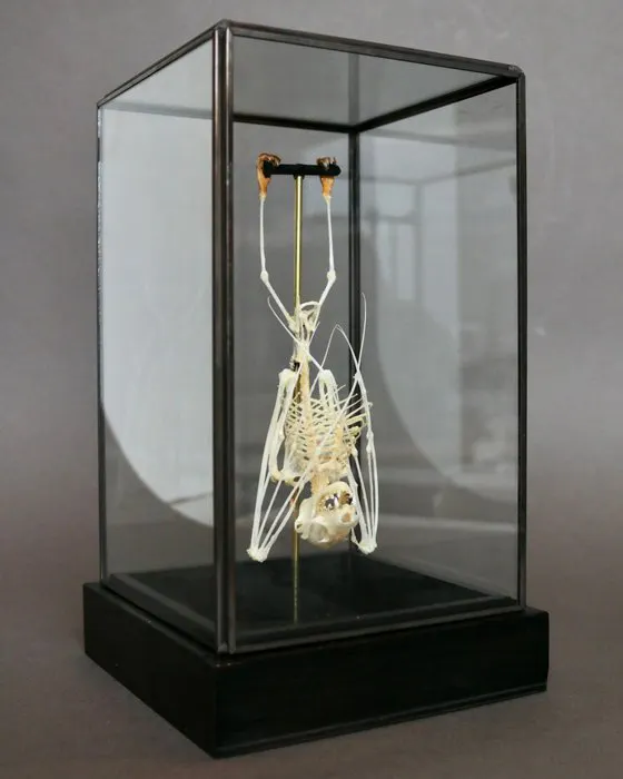 Bat Taxidermy full body mount - Cynopterus sphinx - 23 cm...