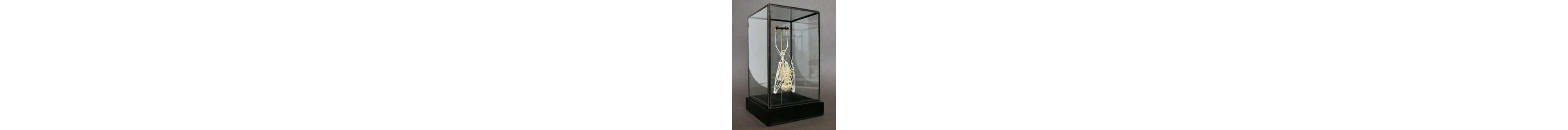 Bat Taxidermy full body mount - Cynopterus sphinx - 23 cm...