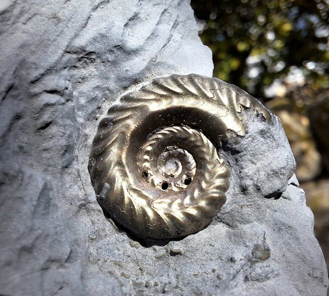 Splendid pyritized ammonite Pleuroceras solare...