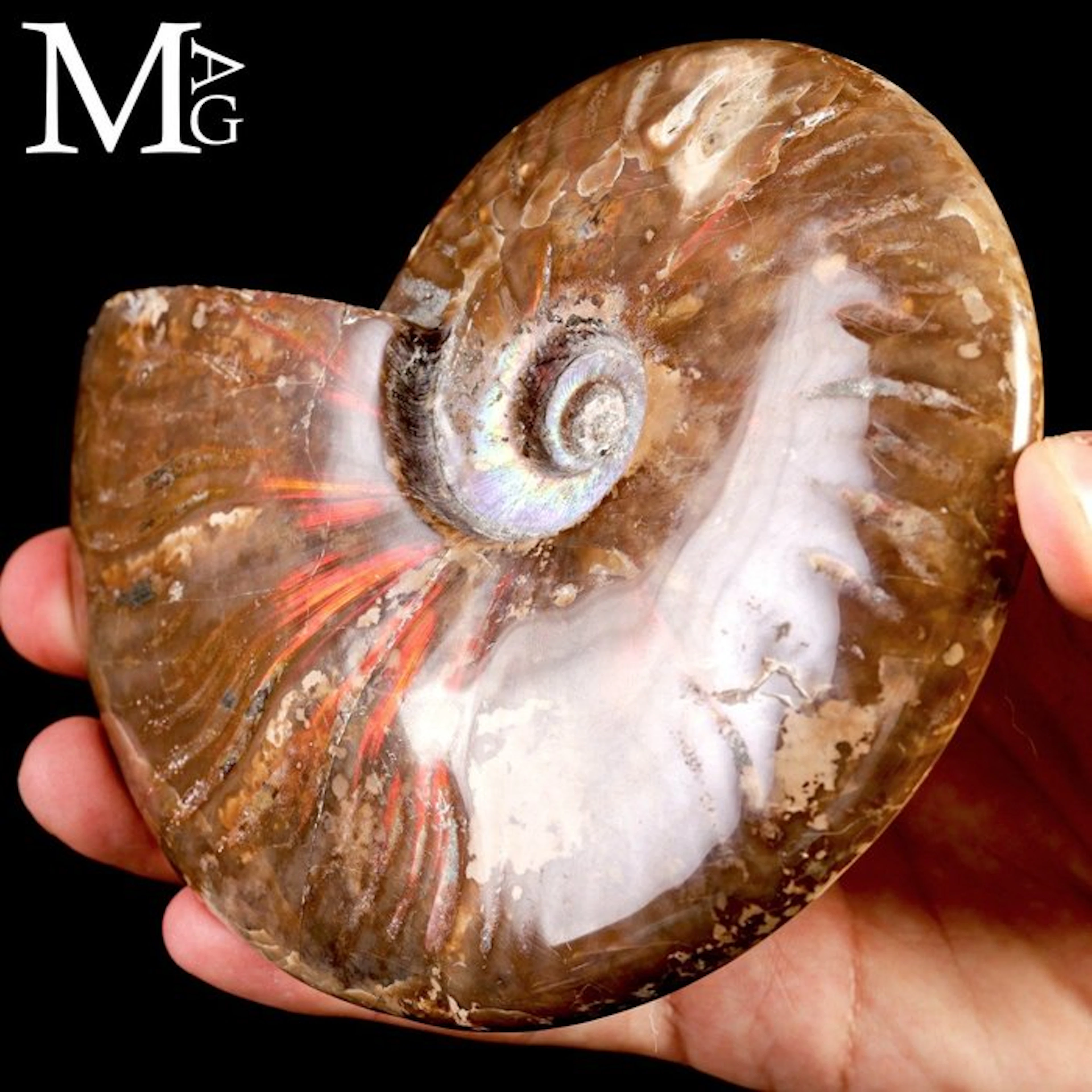Polished Cleoniceras Ammonite Fossil Red and Orange...